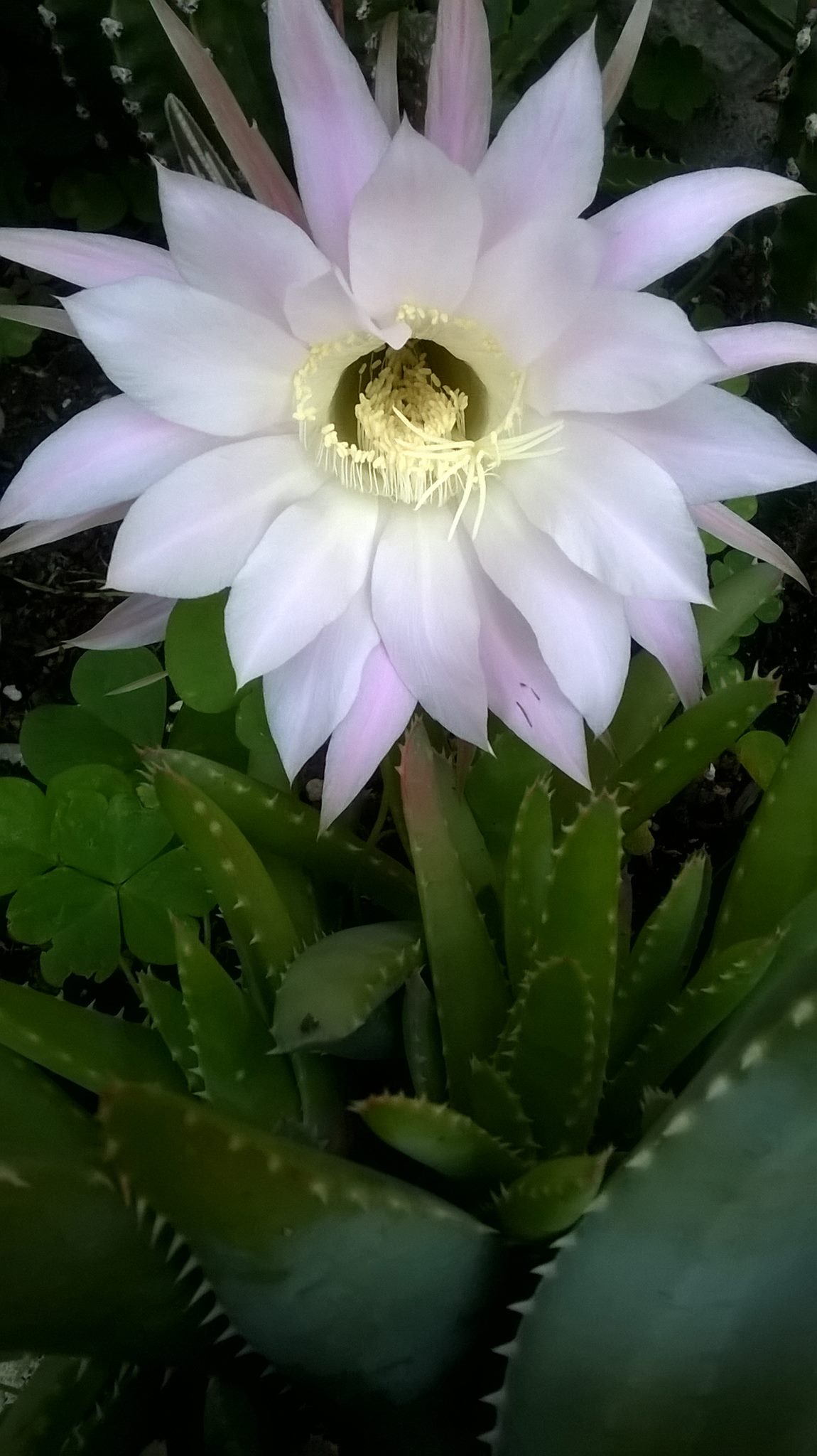 Euchinopsis bloom