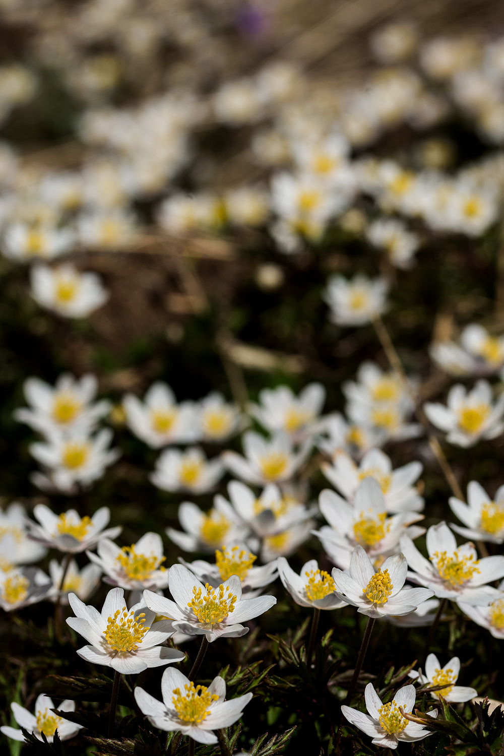 Anemone nemorosa