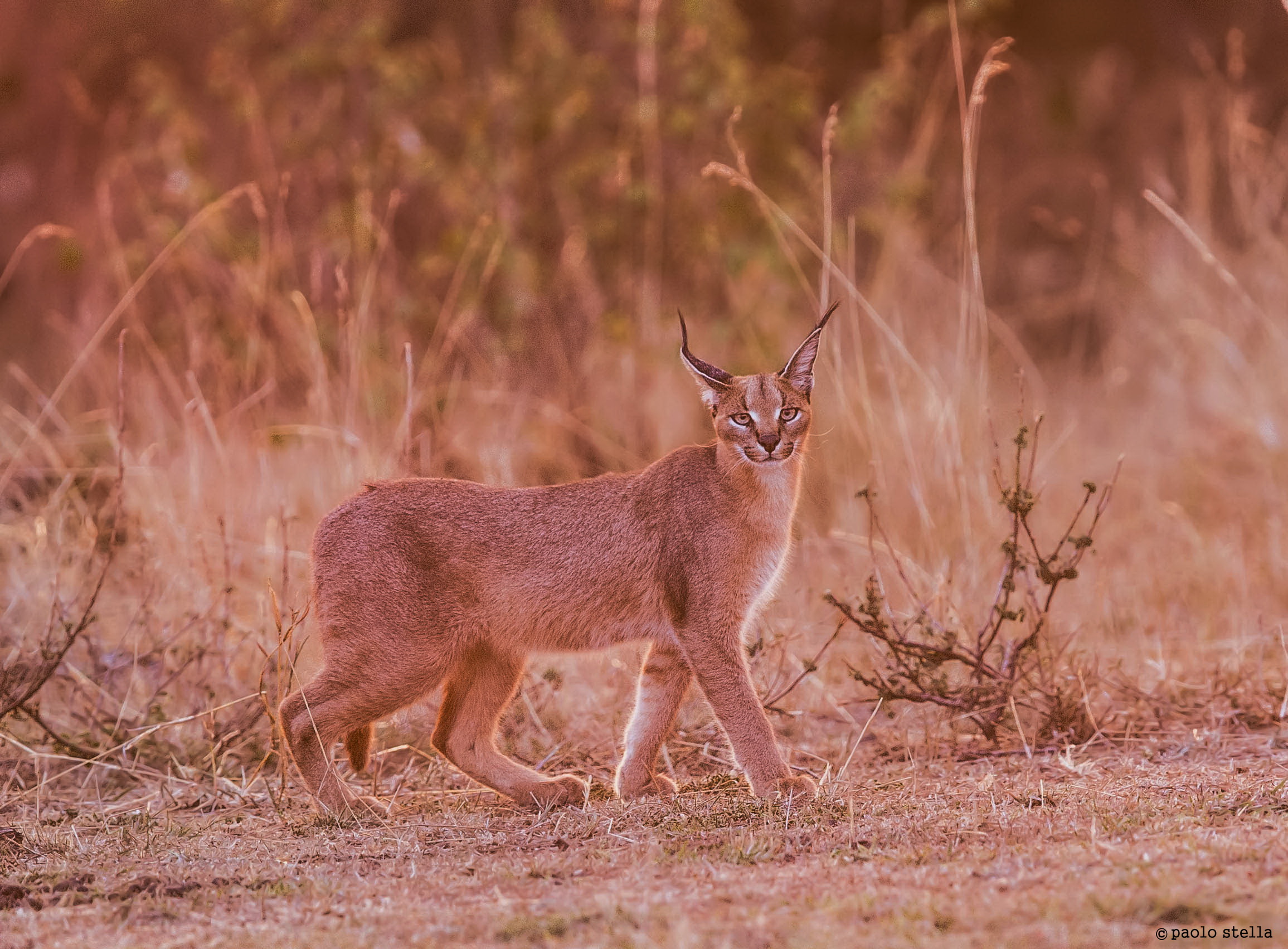 caracal at nightfall