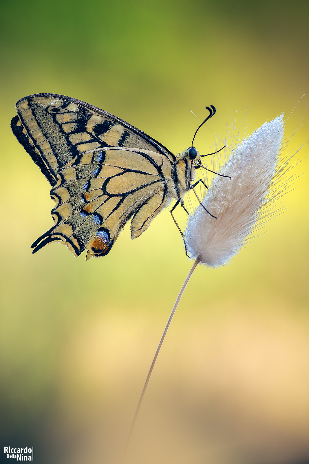 swallowtail