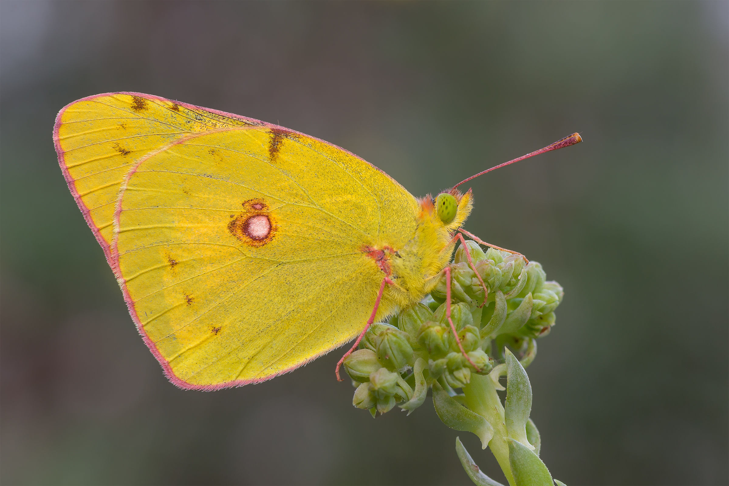 Colias crocea