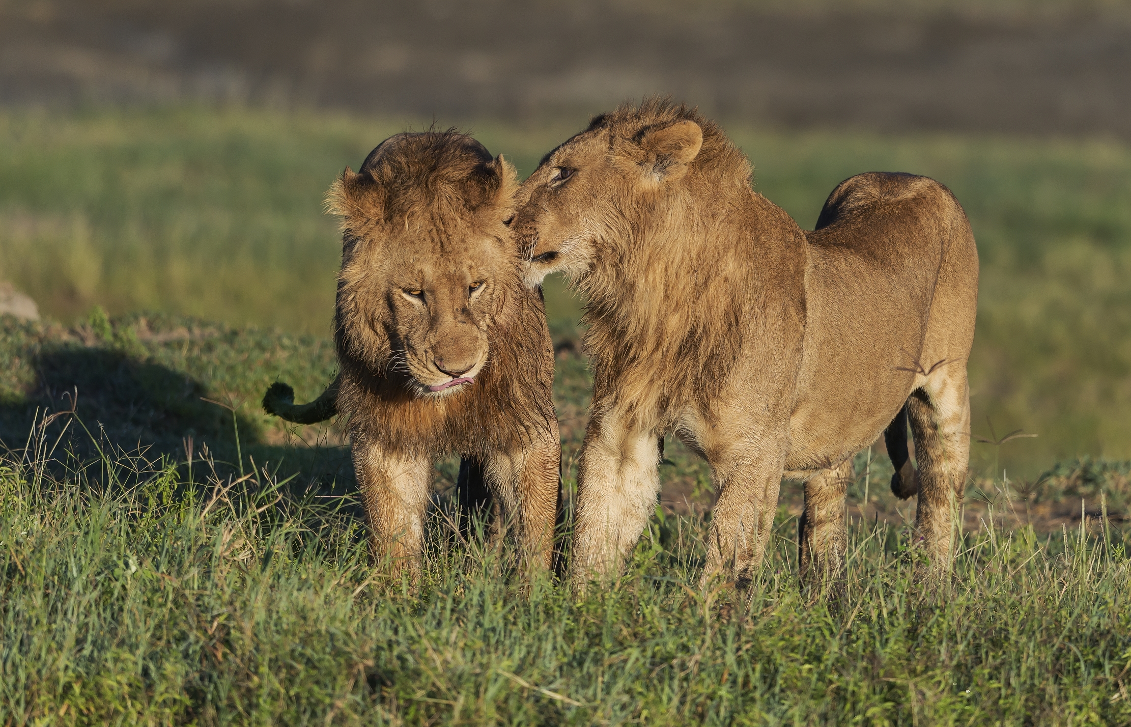 Tanzania 2016 - Brothers