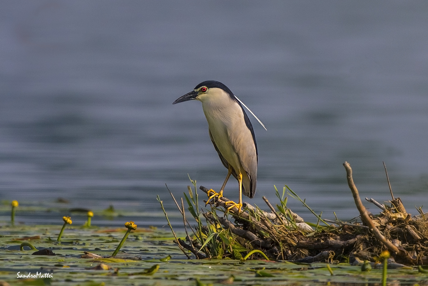 Night Heron