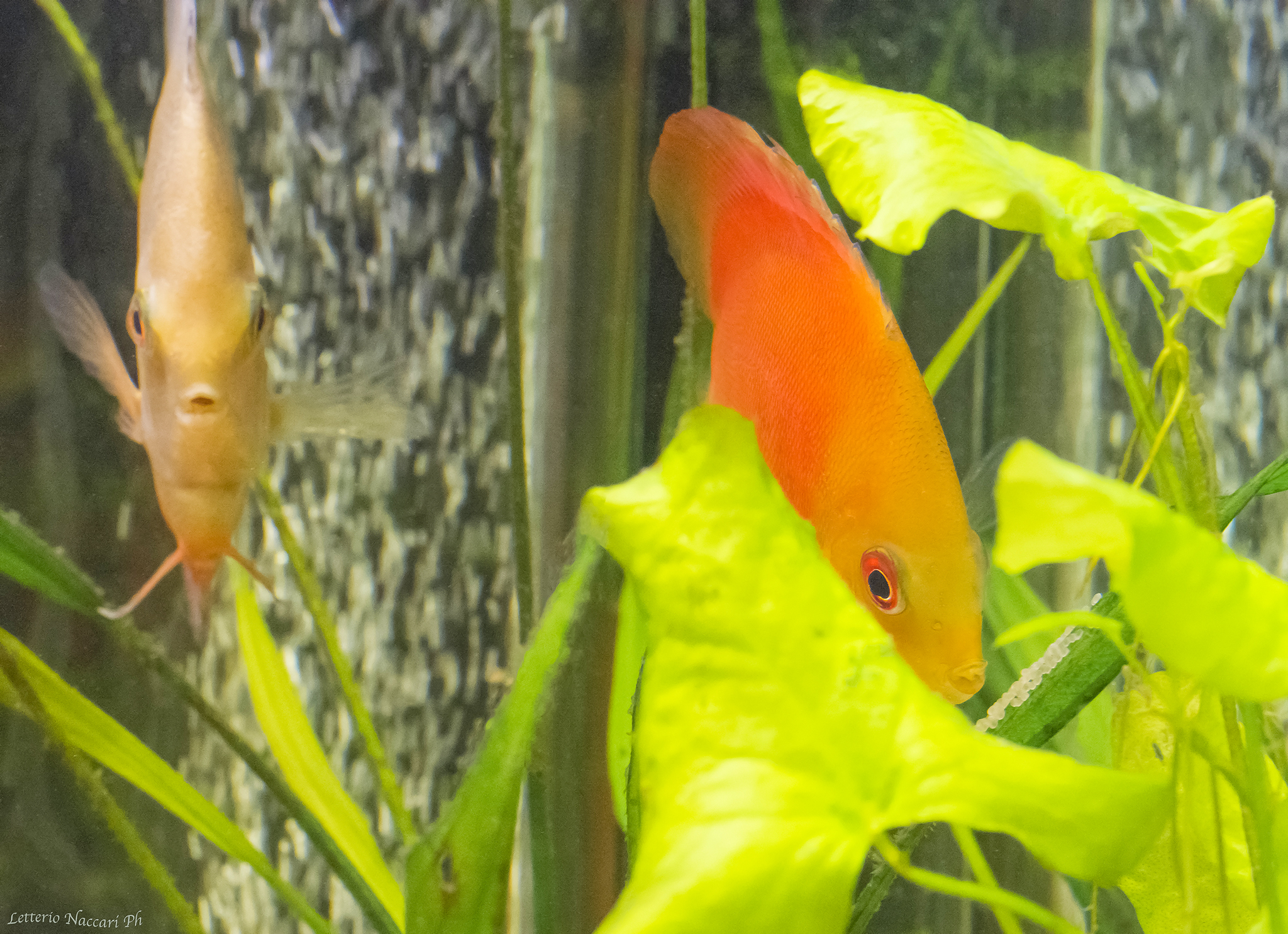 Discus in riproduzione