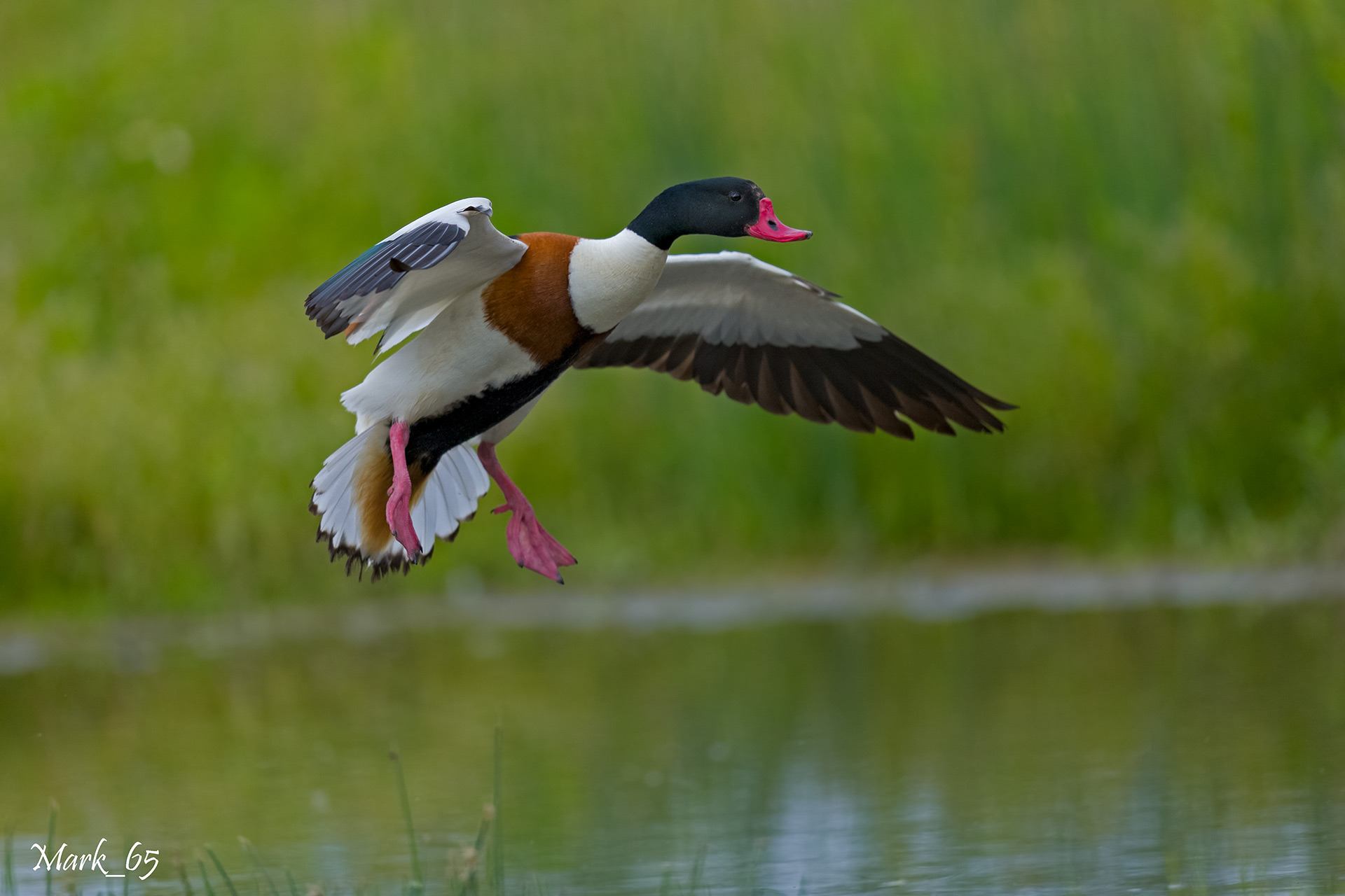 shelduck