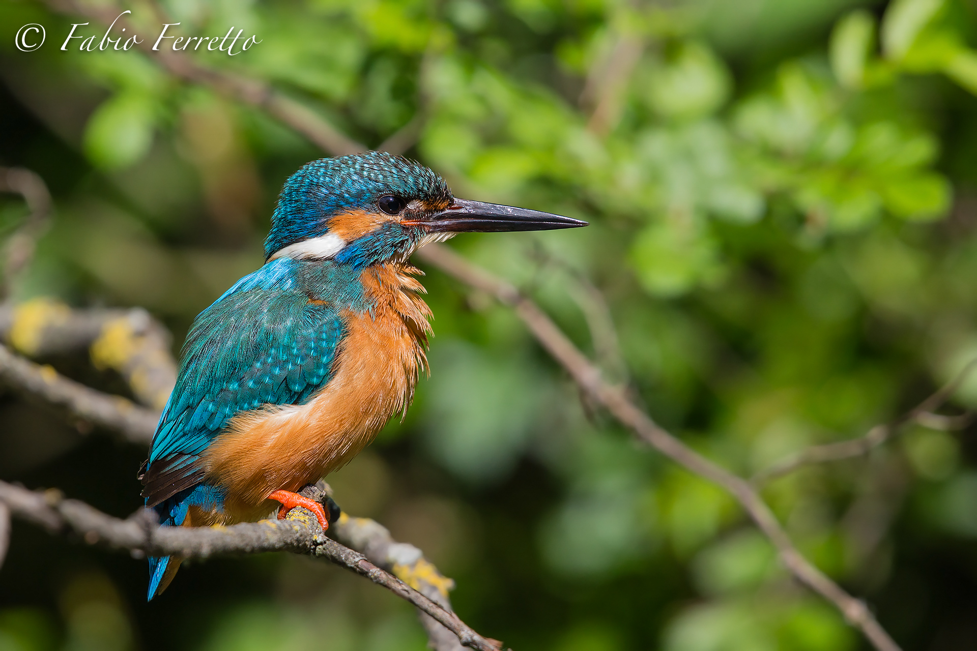 The martino of Torrile