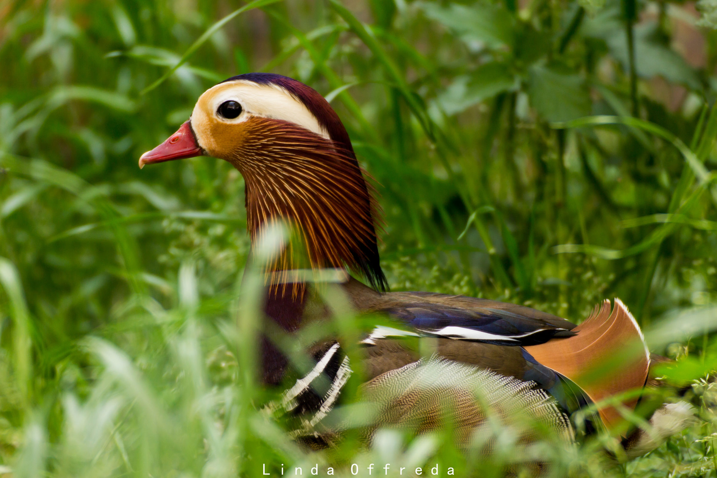 Mandarin duck