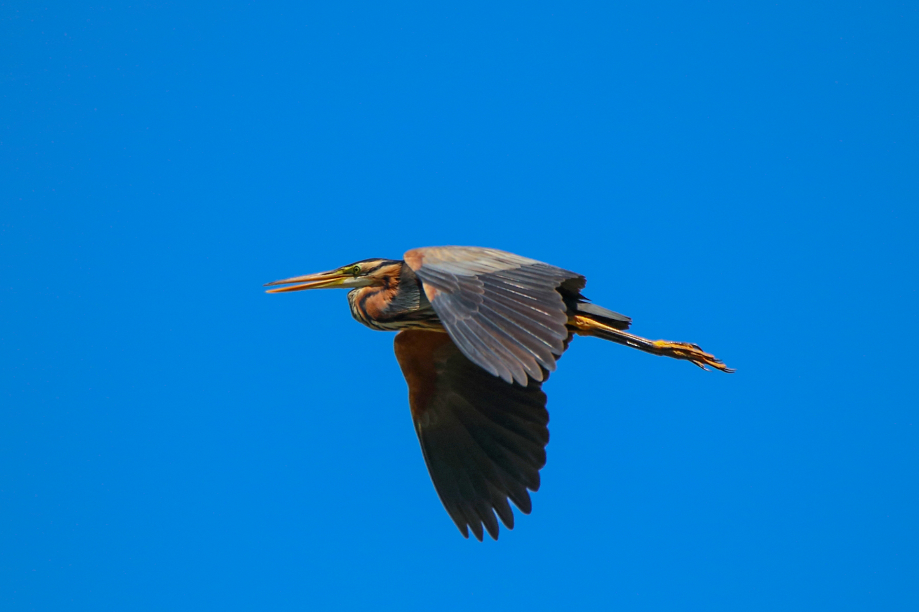 Purple Heron