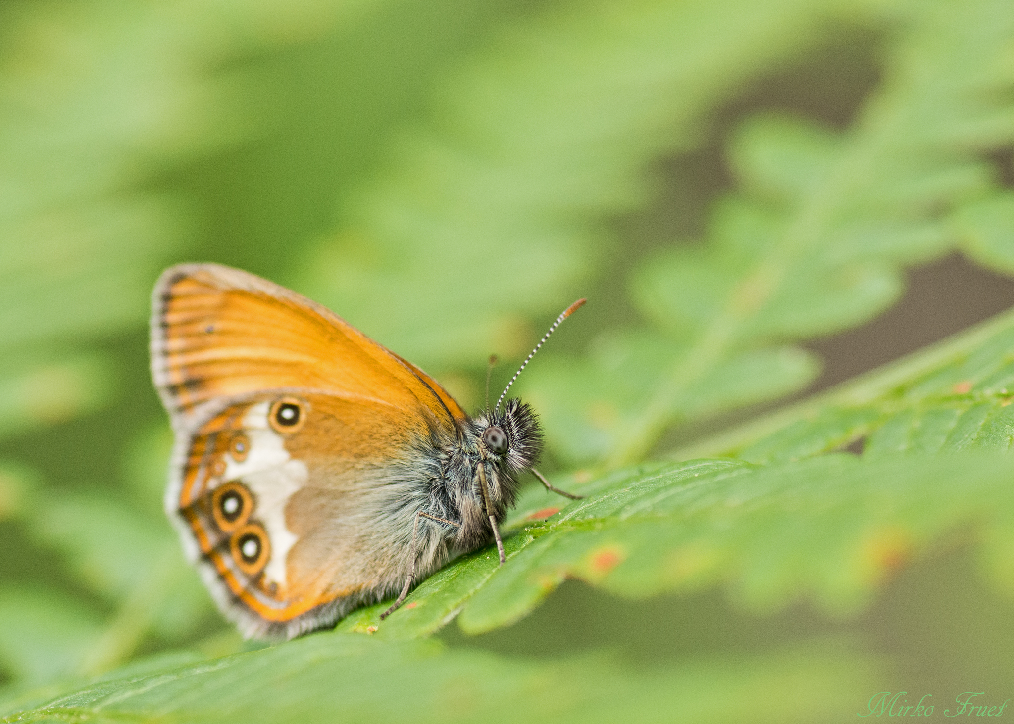coenonympha arcania
