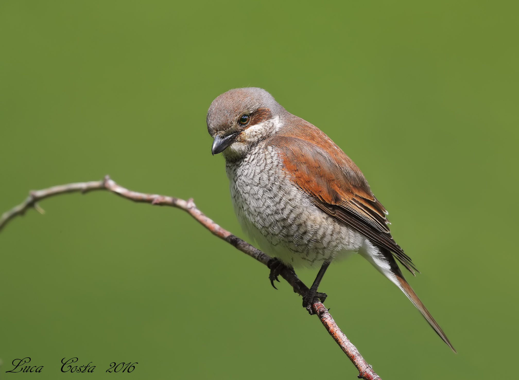 Lesser Grey Shrike female