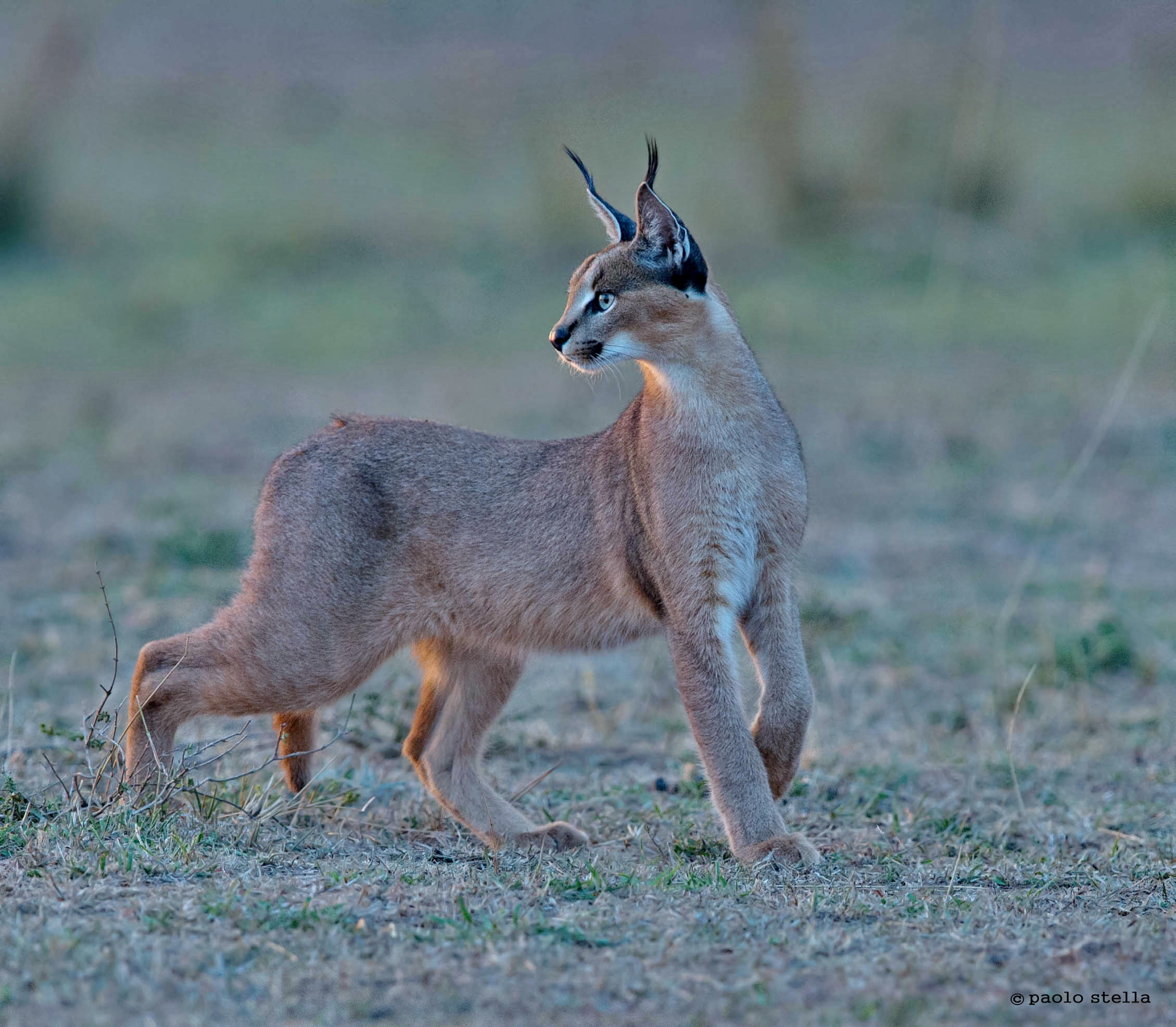 shy caracal cub