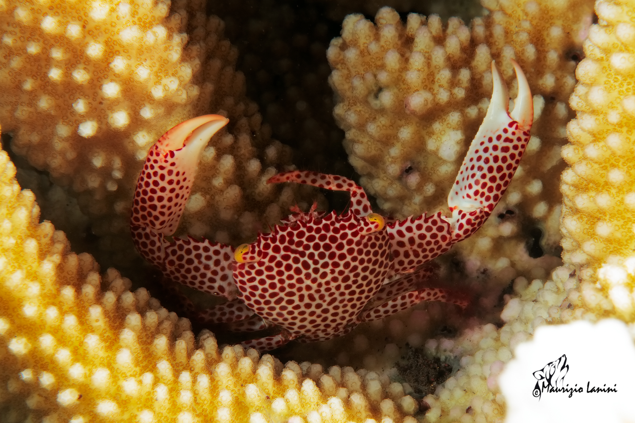 Crab coral (HD)