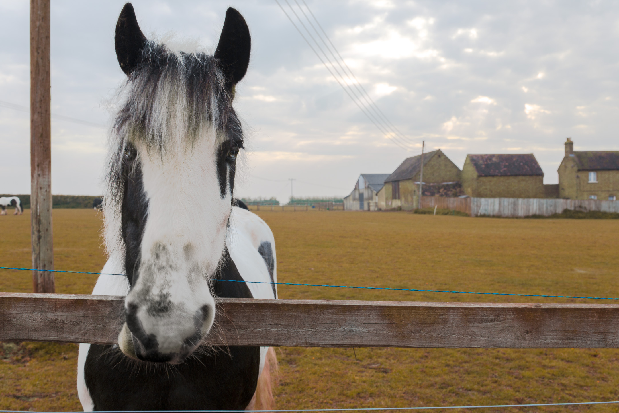 Untie the horse braids