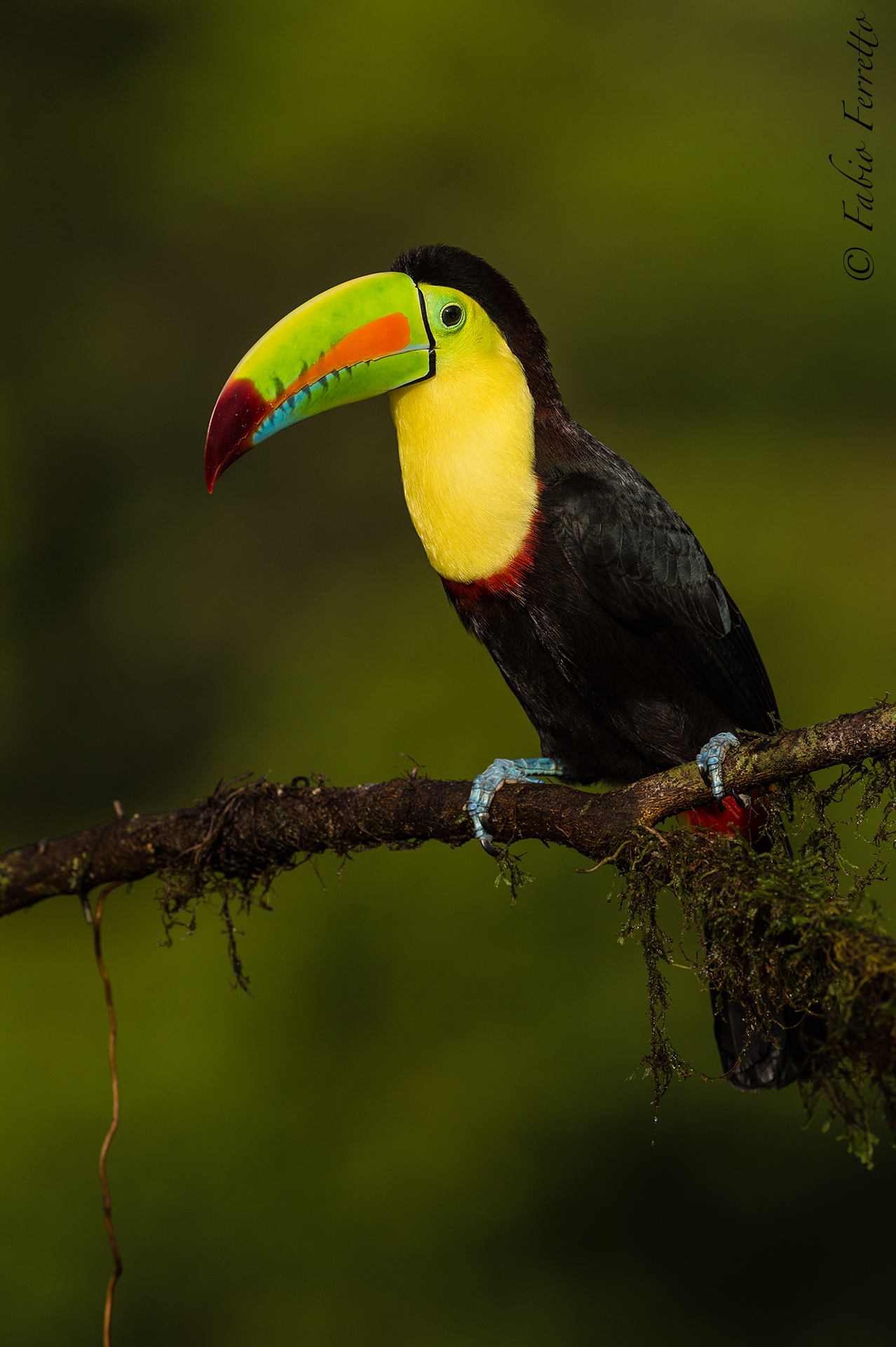 Keel-Billed Toucan at Dawn