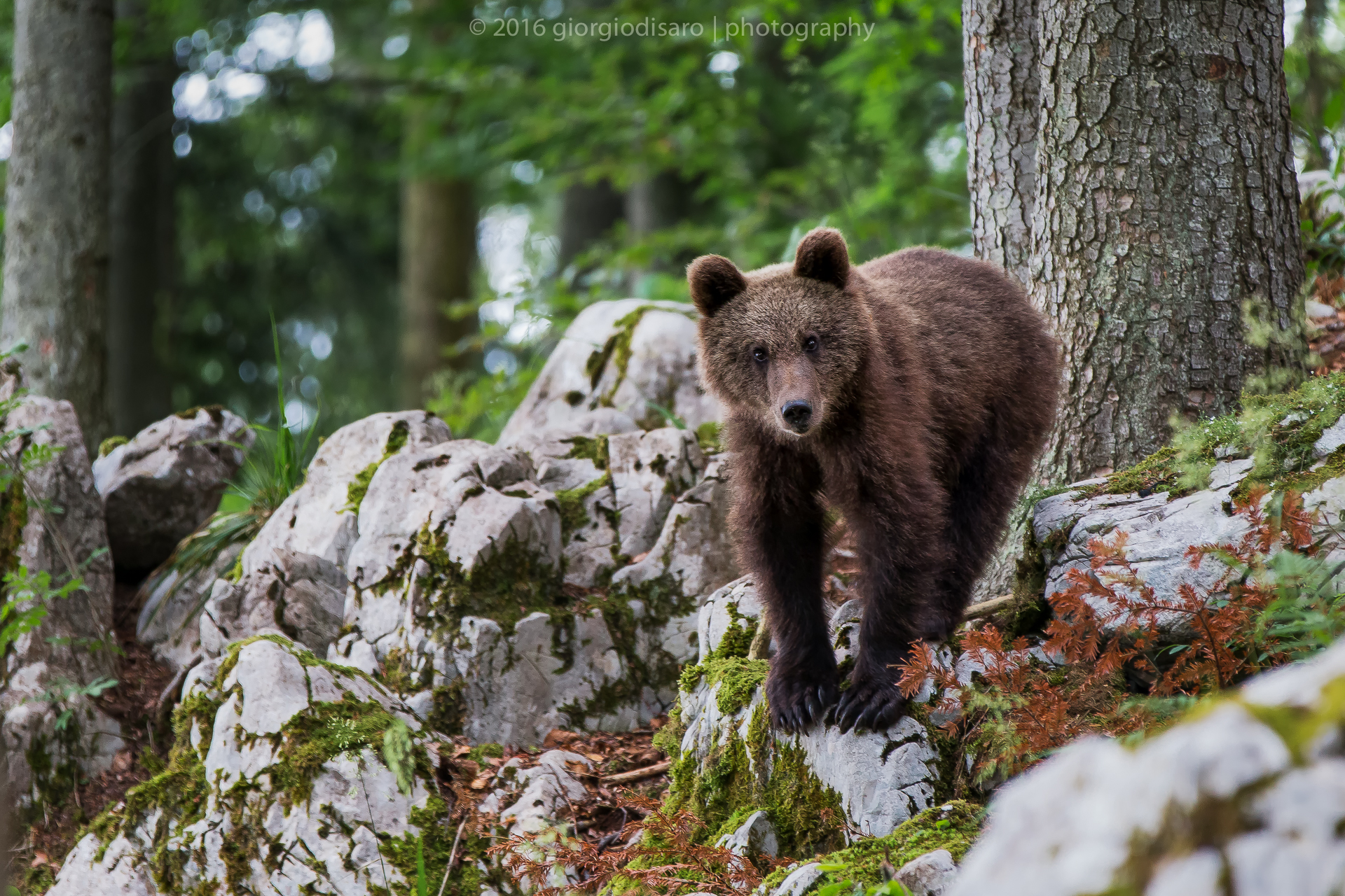 cucciolo di orso bruno
