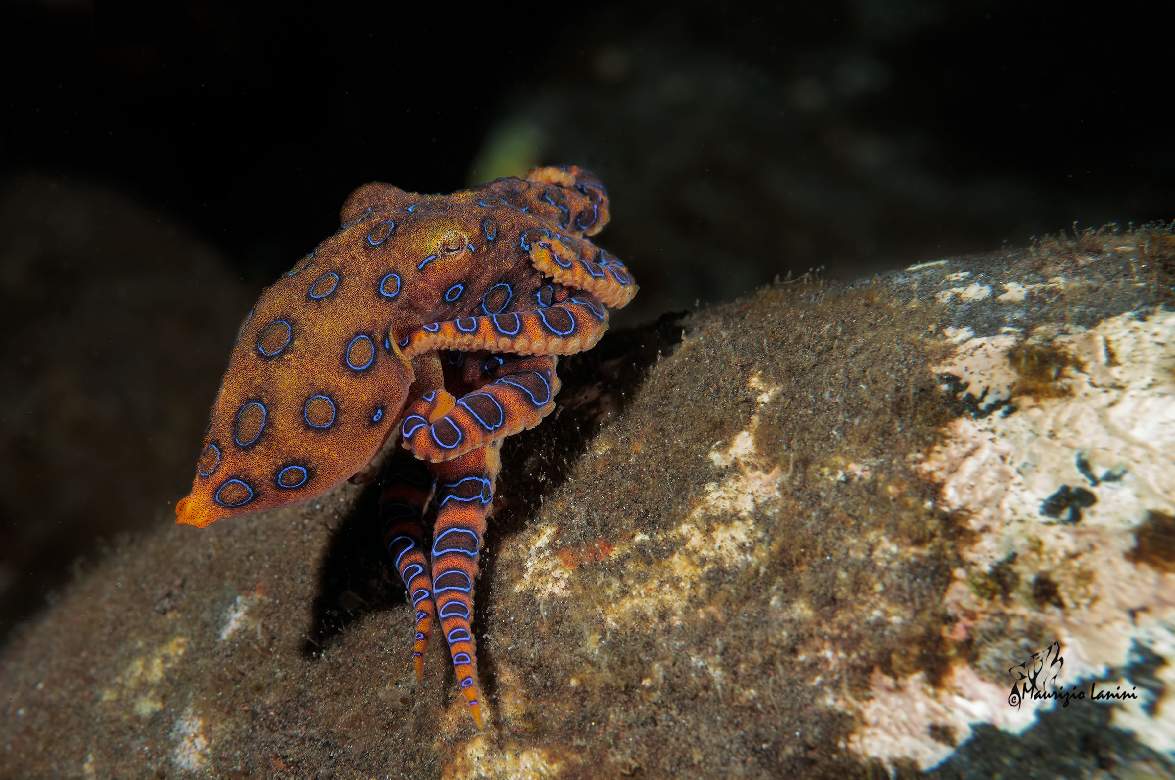Blue-ringed octopus (hd)