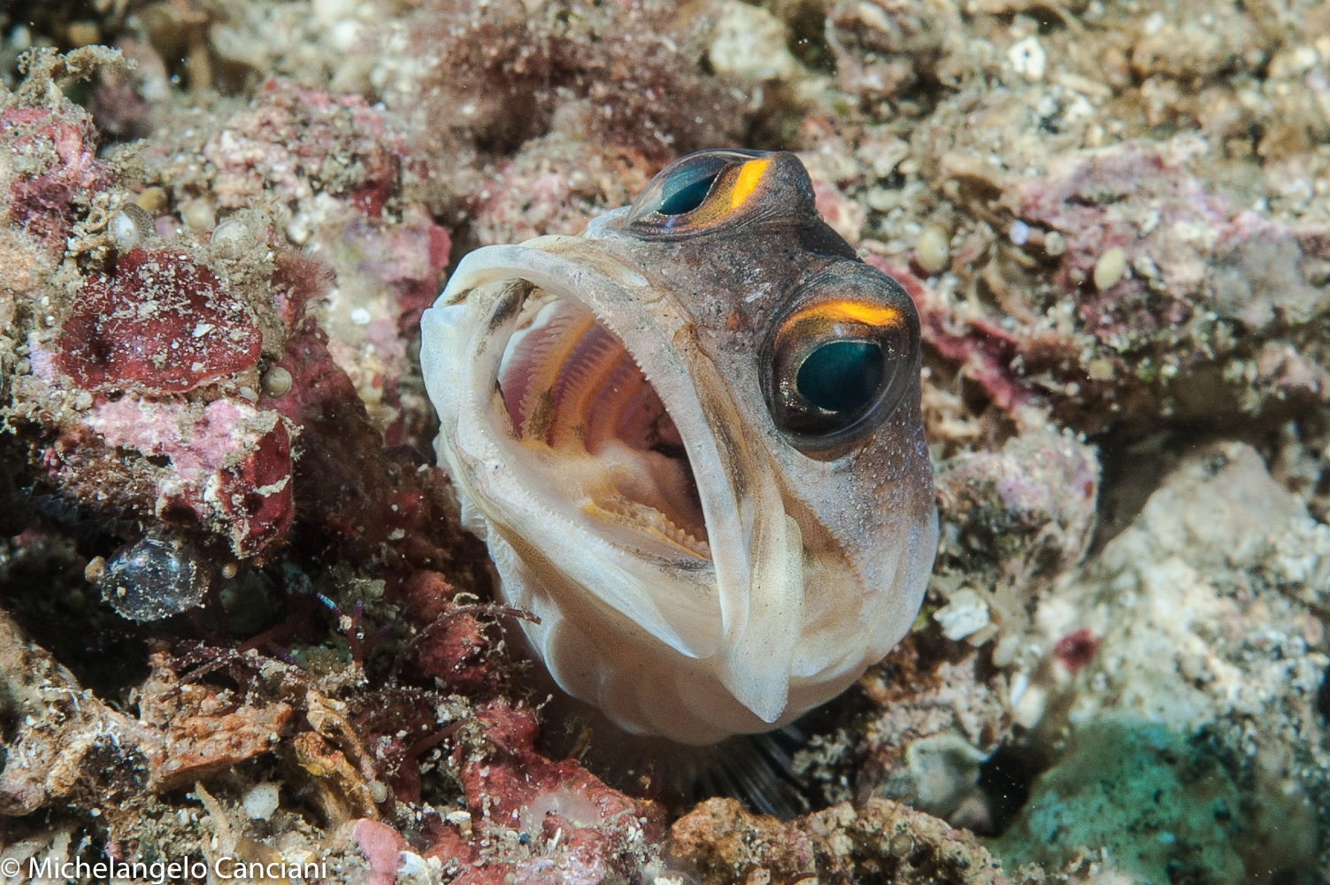 Opistognathus randalli