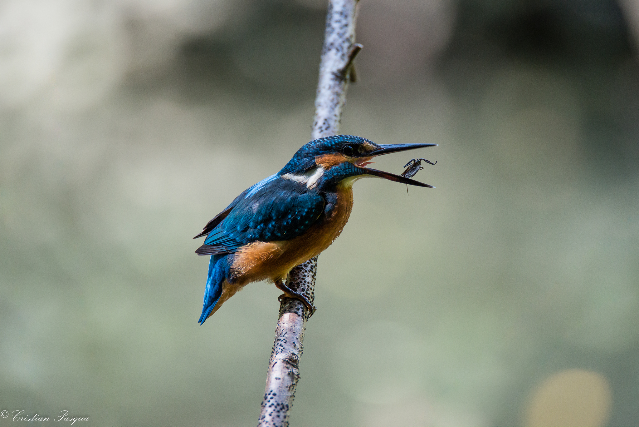 Kingfisher with prey