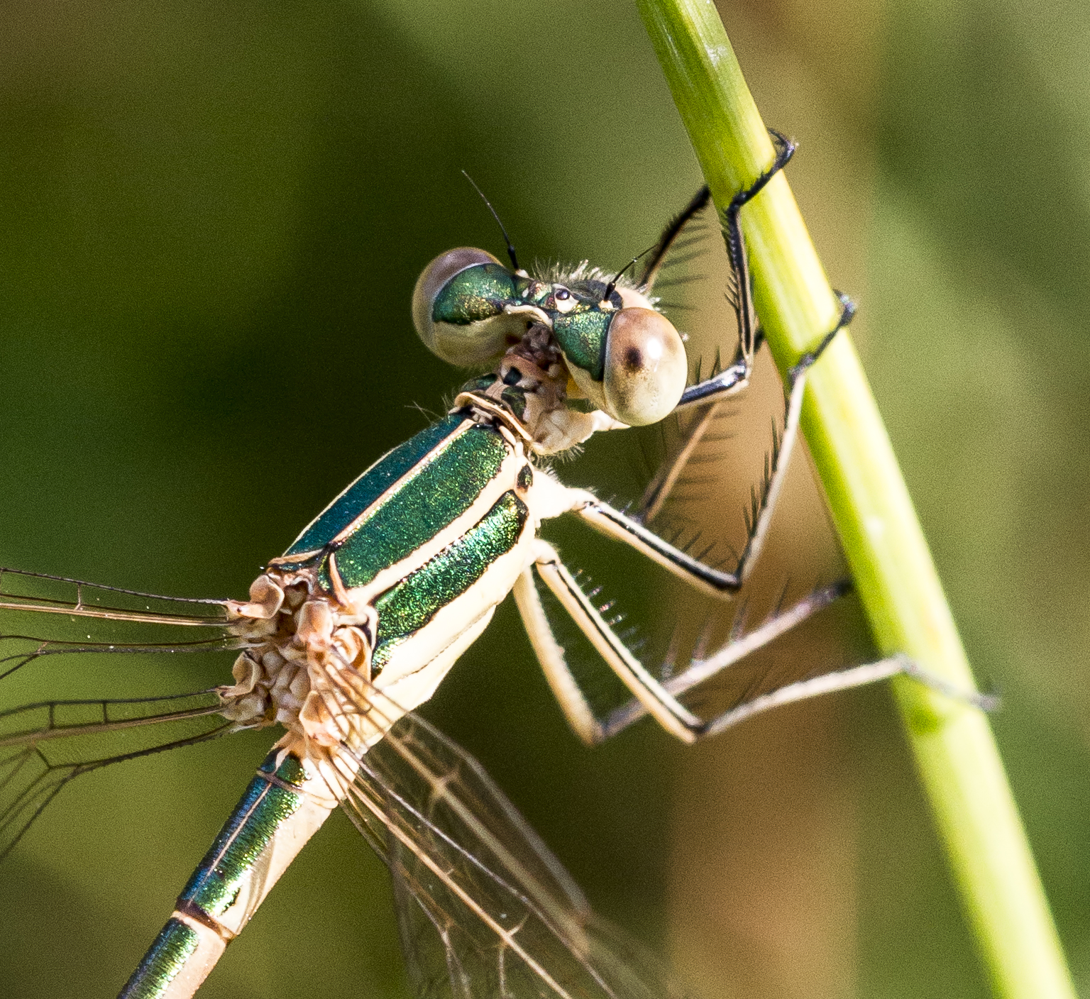 Odonata Verde