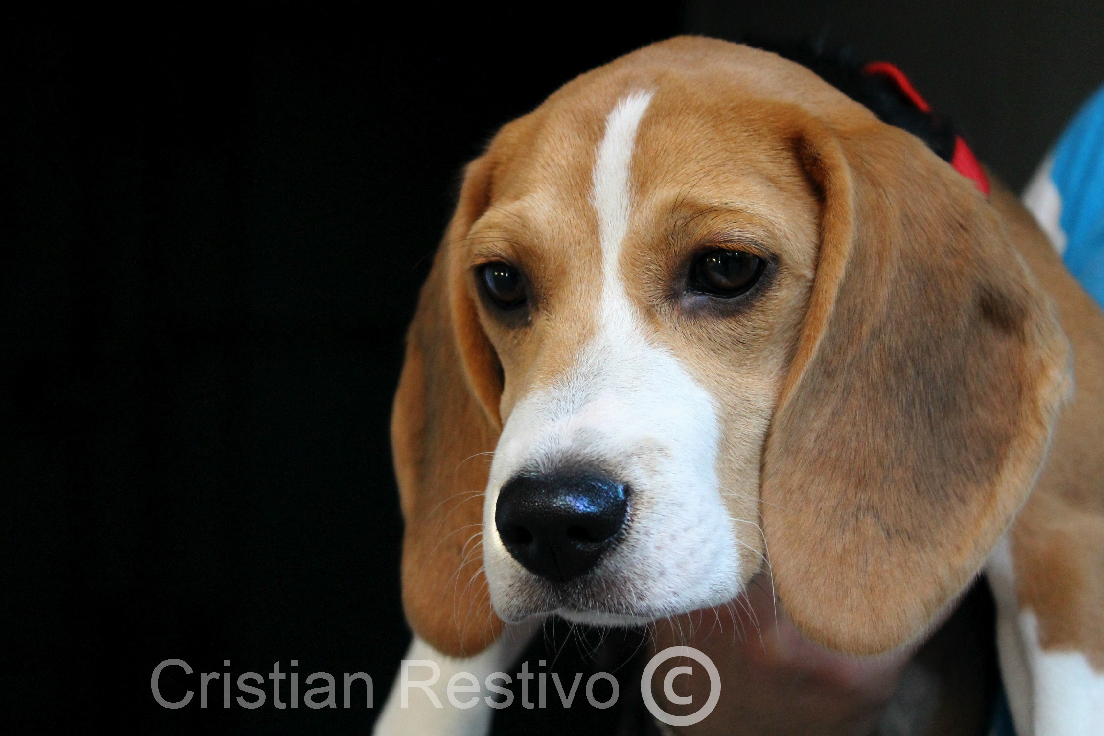 La cagnolina Inglese