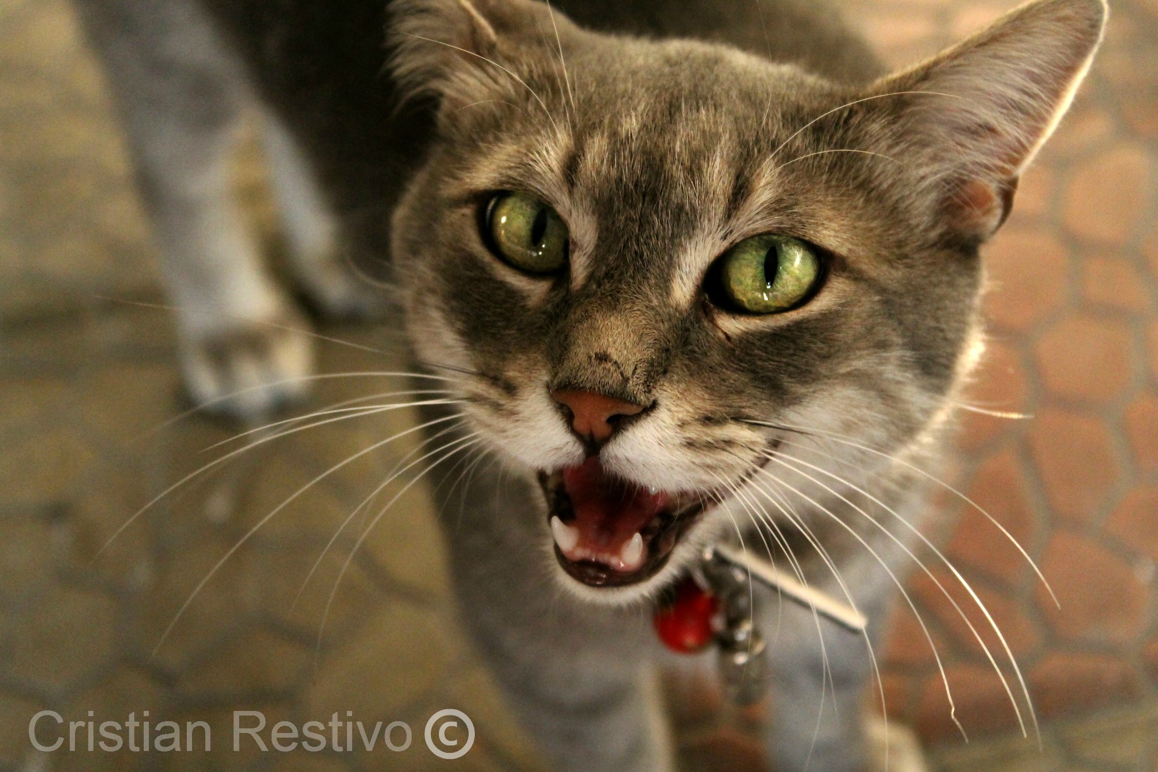 Il miagolio di Romeo