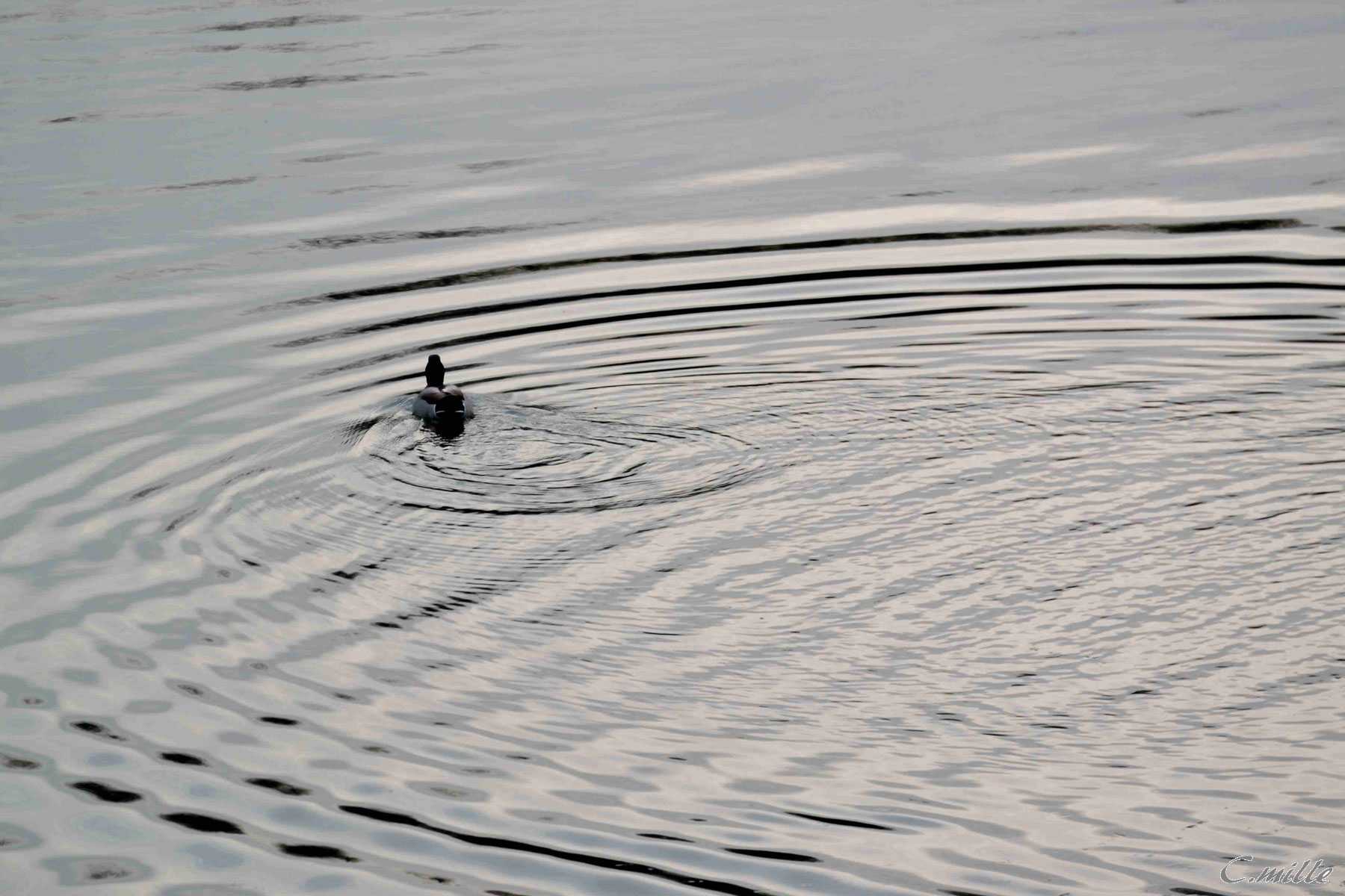 The Doppler effect del'anatra