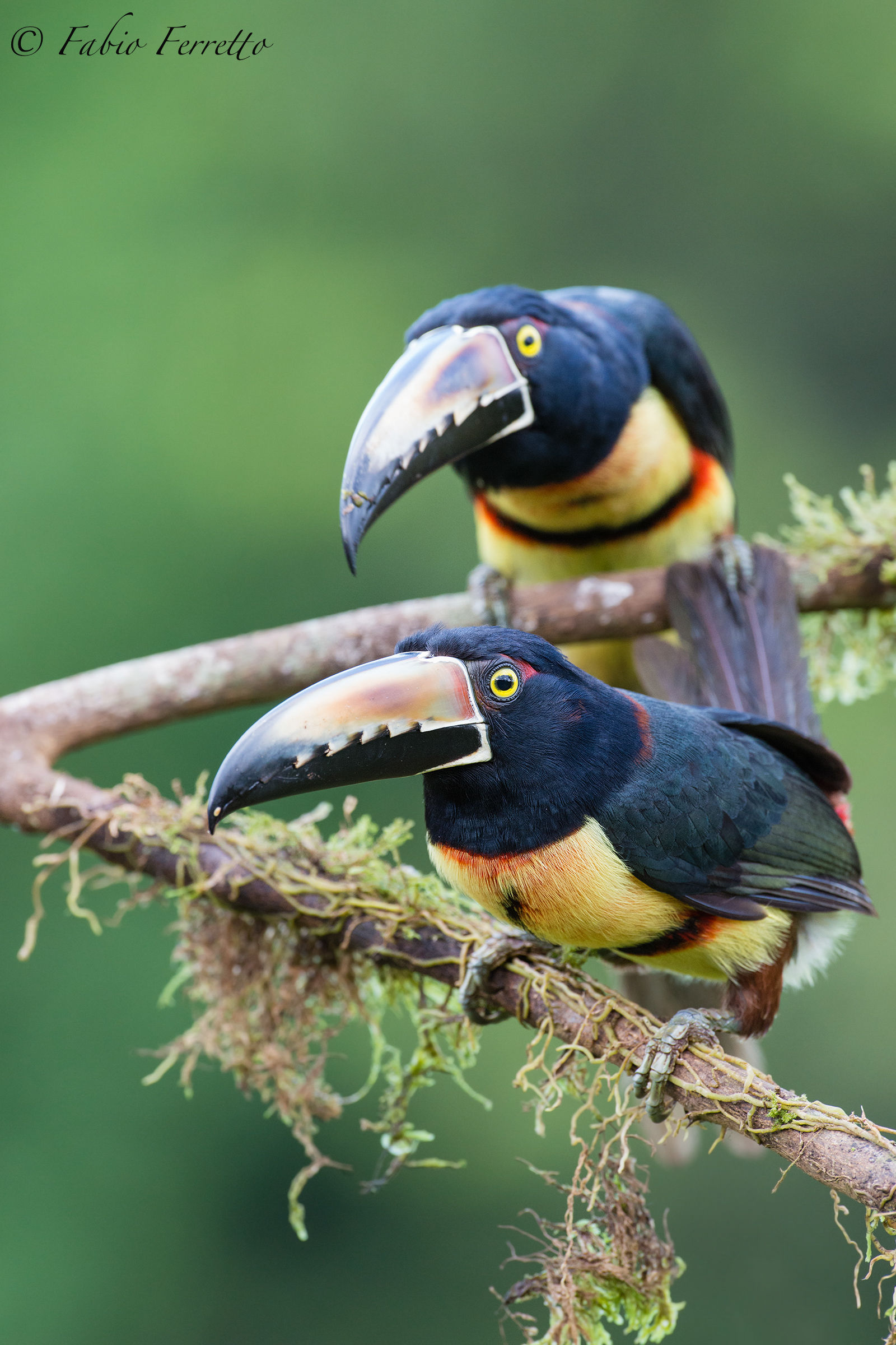 aracari