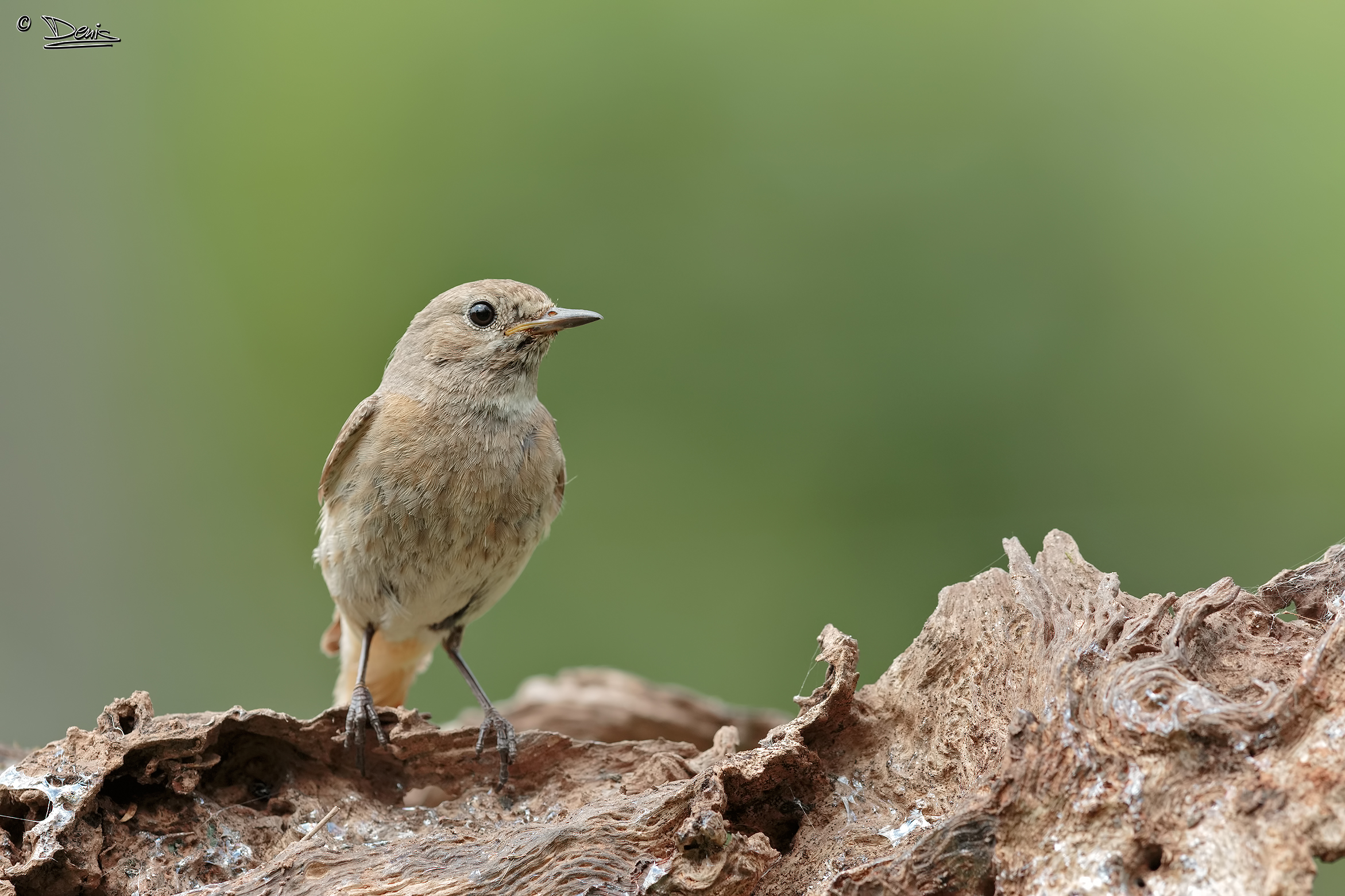 Redstart female