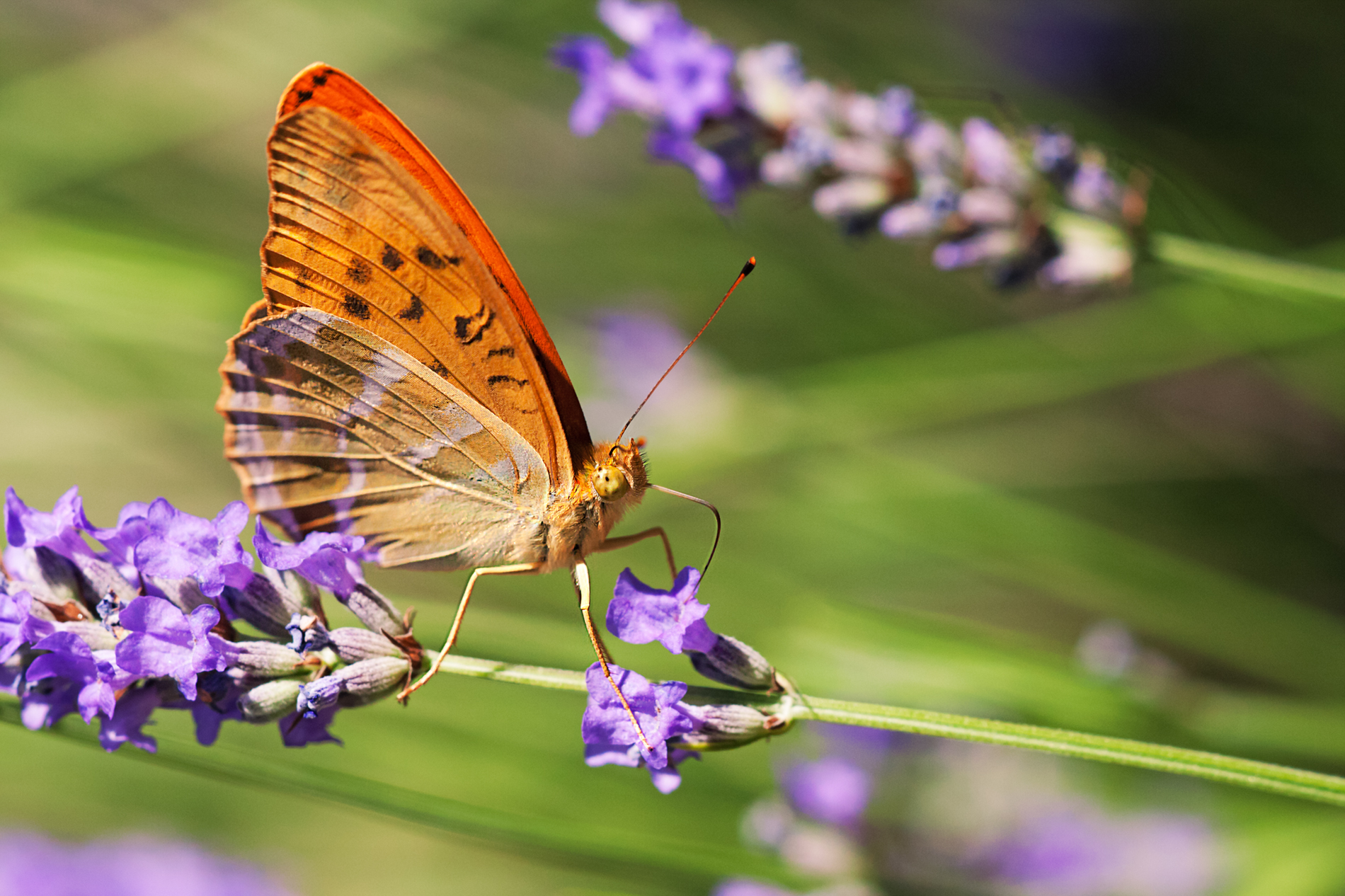 farfalla su lavanda