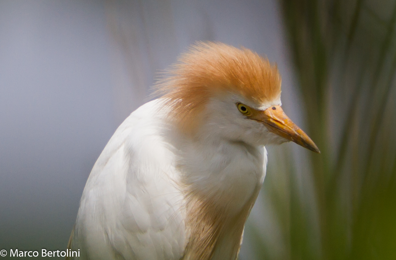 Cattle Egret