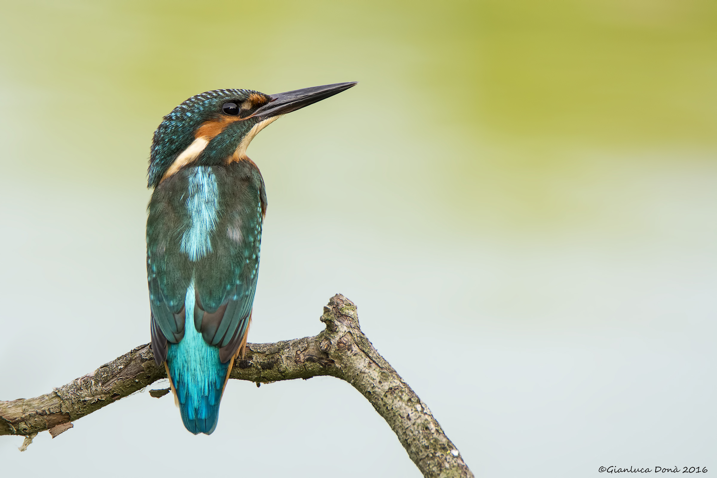 Alcedo atthis L. 1758