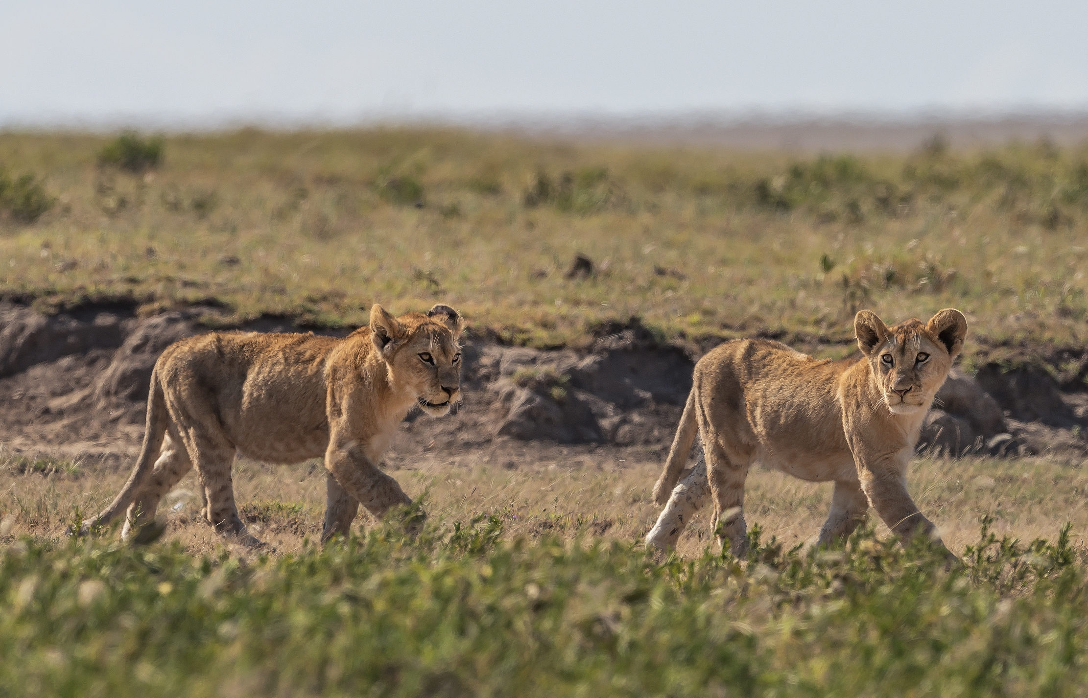Tanzania 2016 - Cuccioli