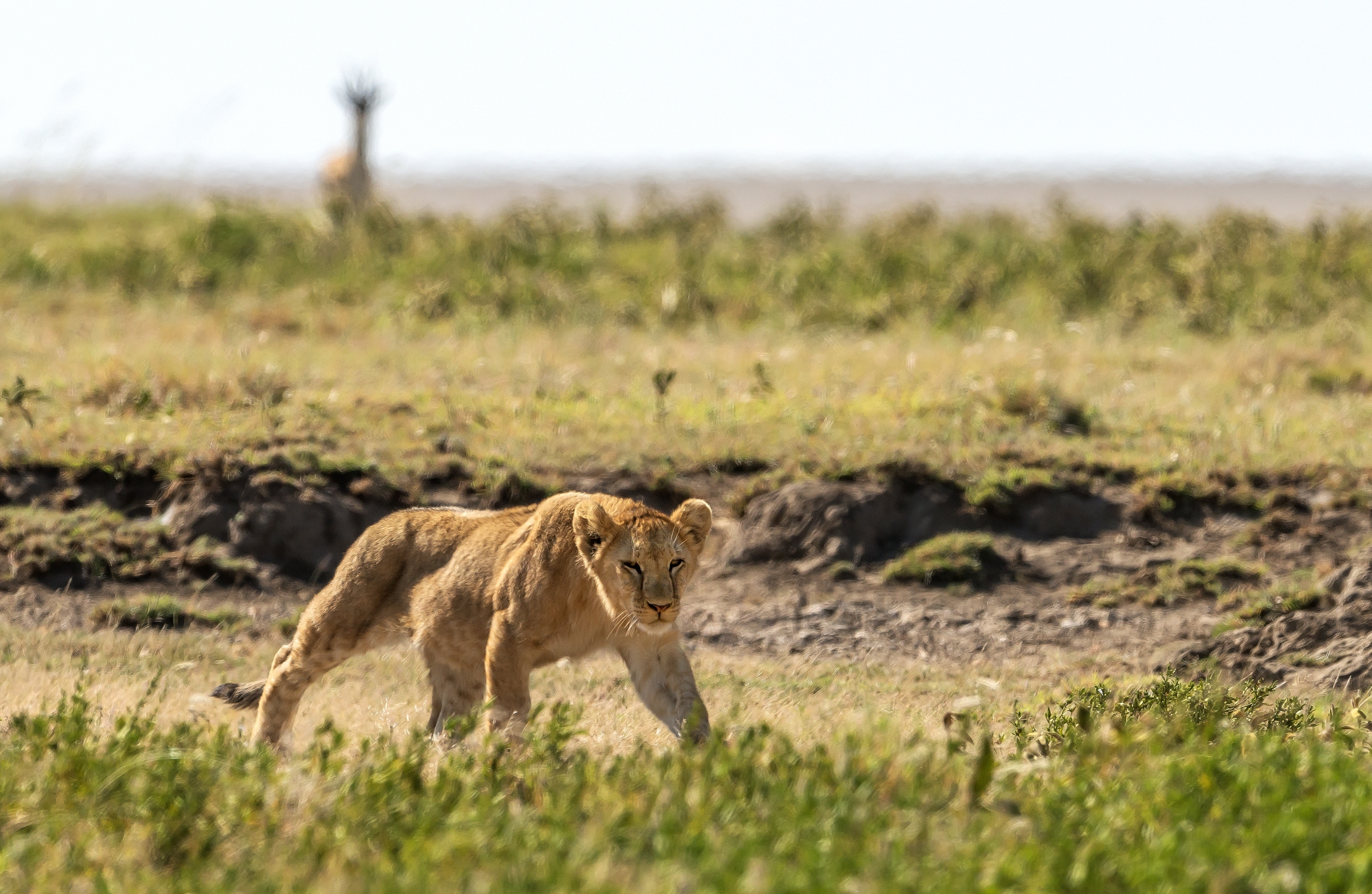 Tanzania 2016 - Il Cucciolo e l'intruso