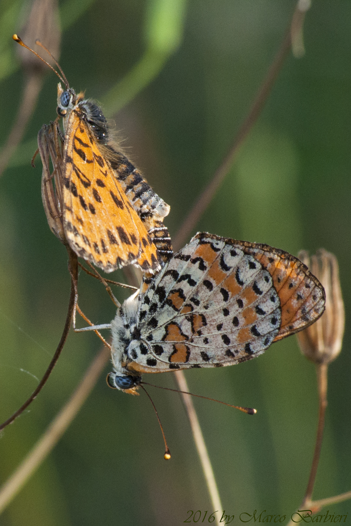 Melitaea didyma