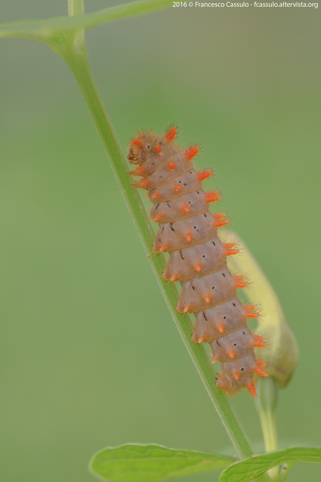 Caterpillar Zerynthia polyxena (Denis & Schiffermül...