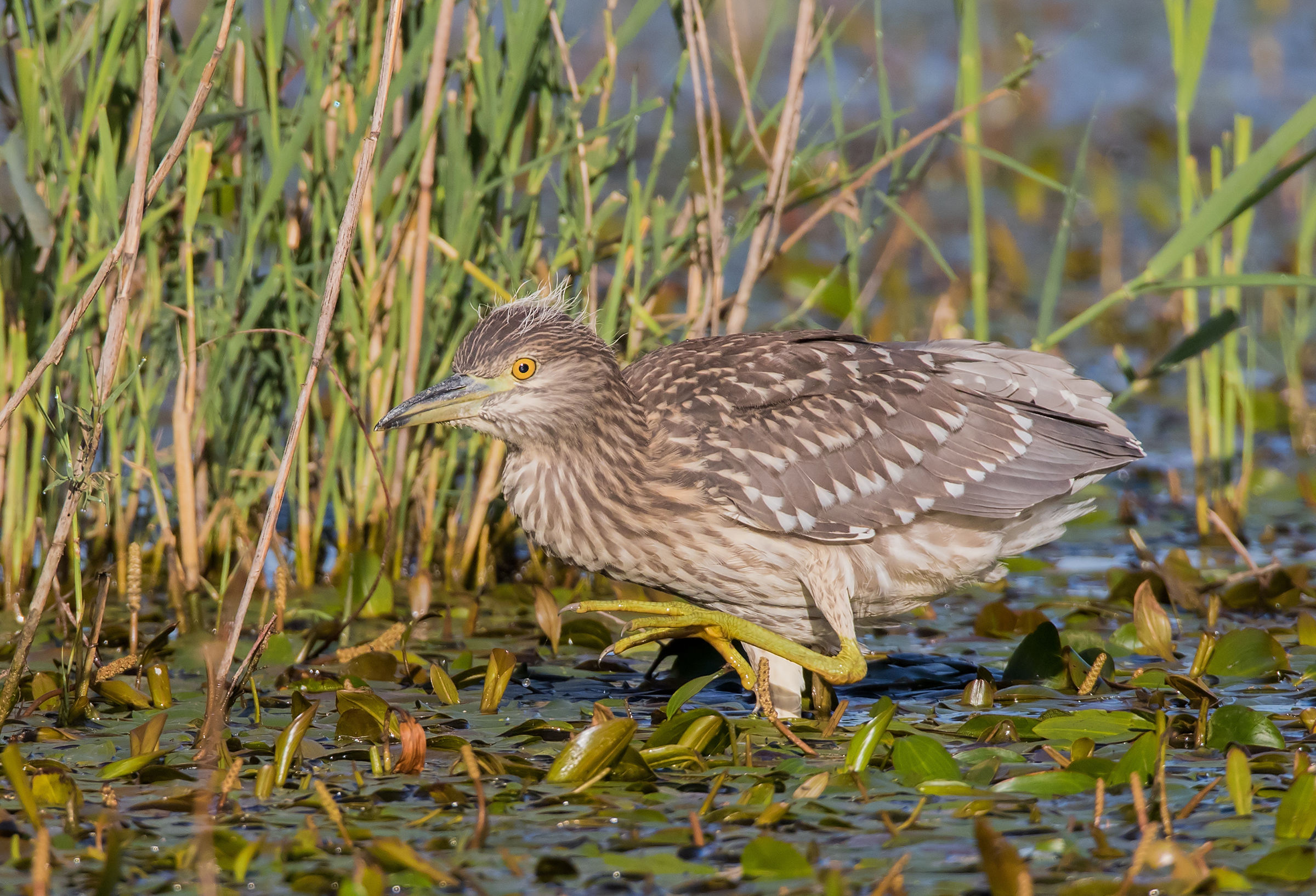 young Black Crowned Night Heron
