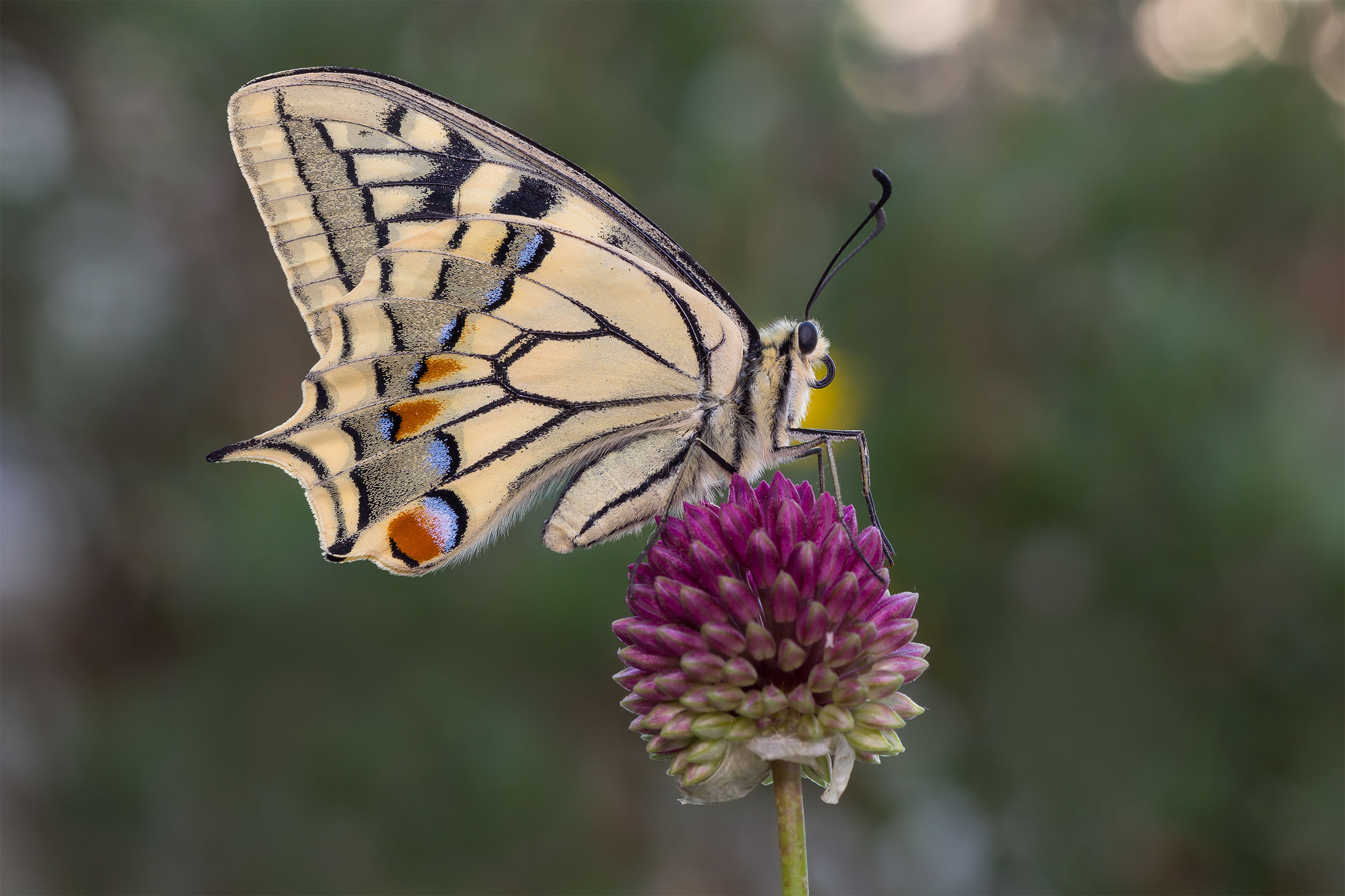 Papilio machaon