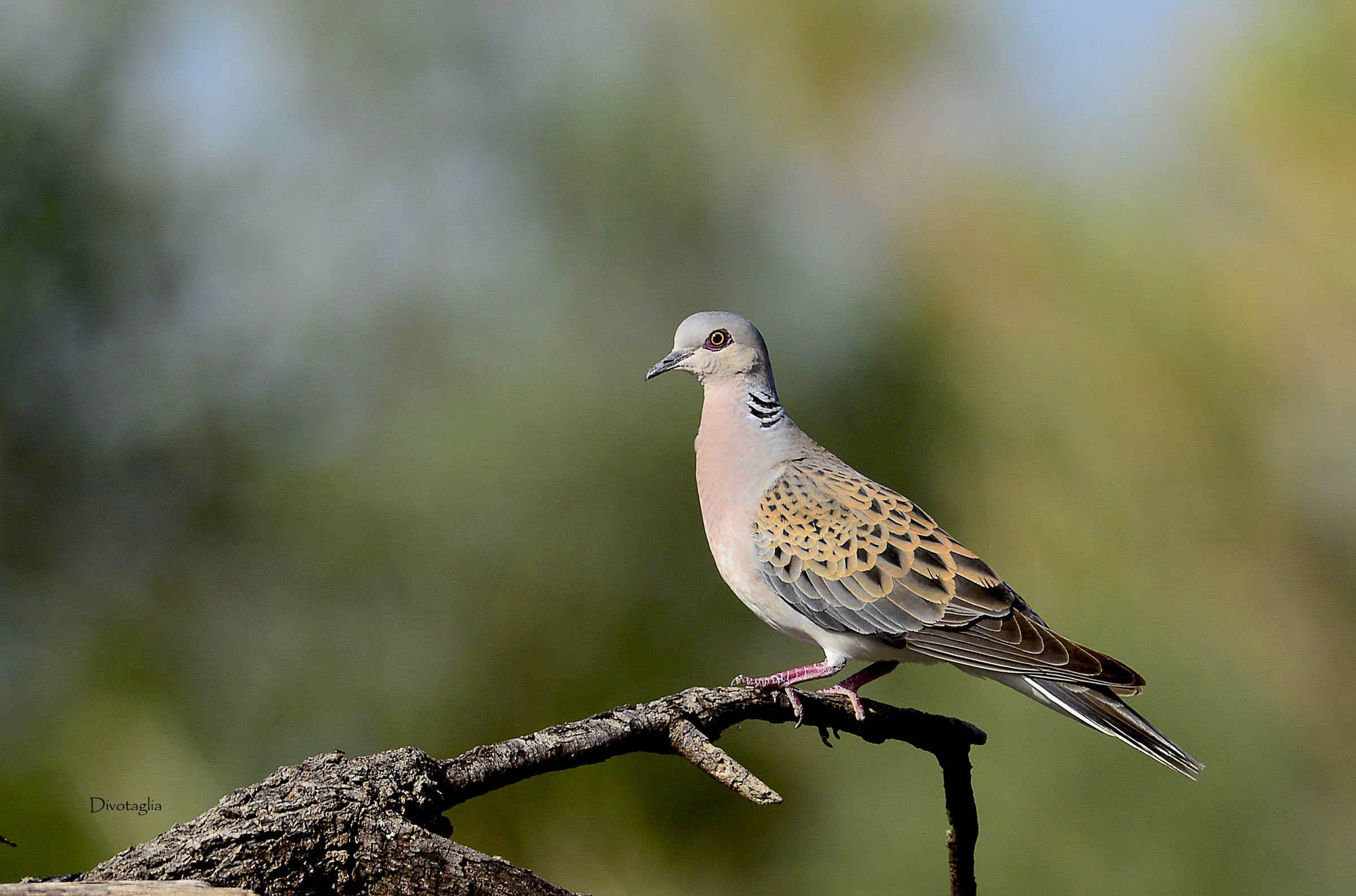 Turtle dove