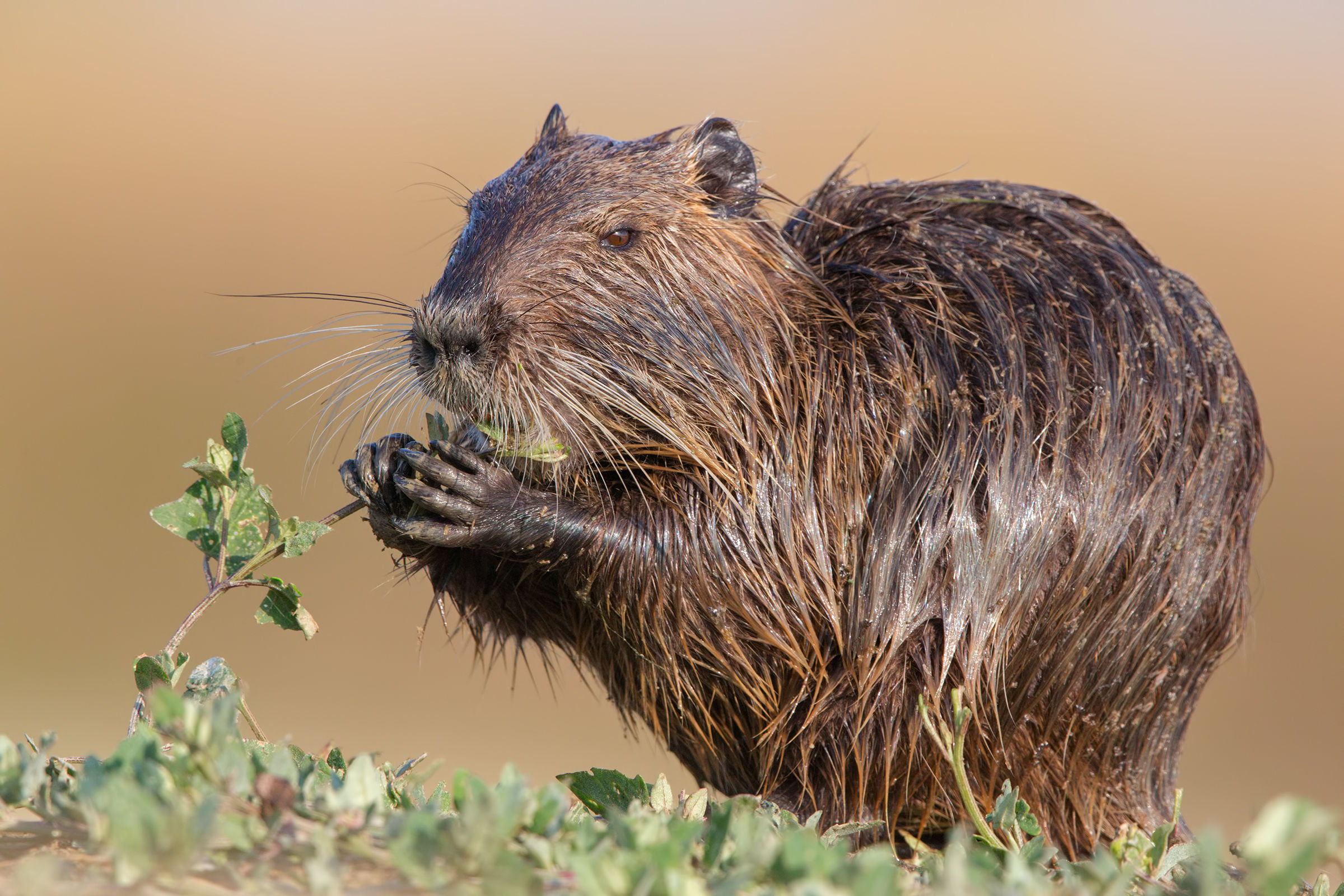 Tanto per farmi c0glionare un pò dal Magno ( nutria )