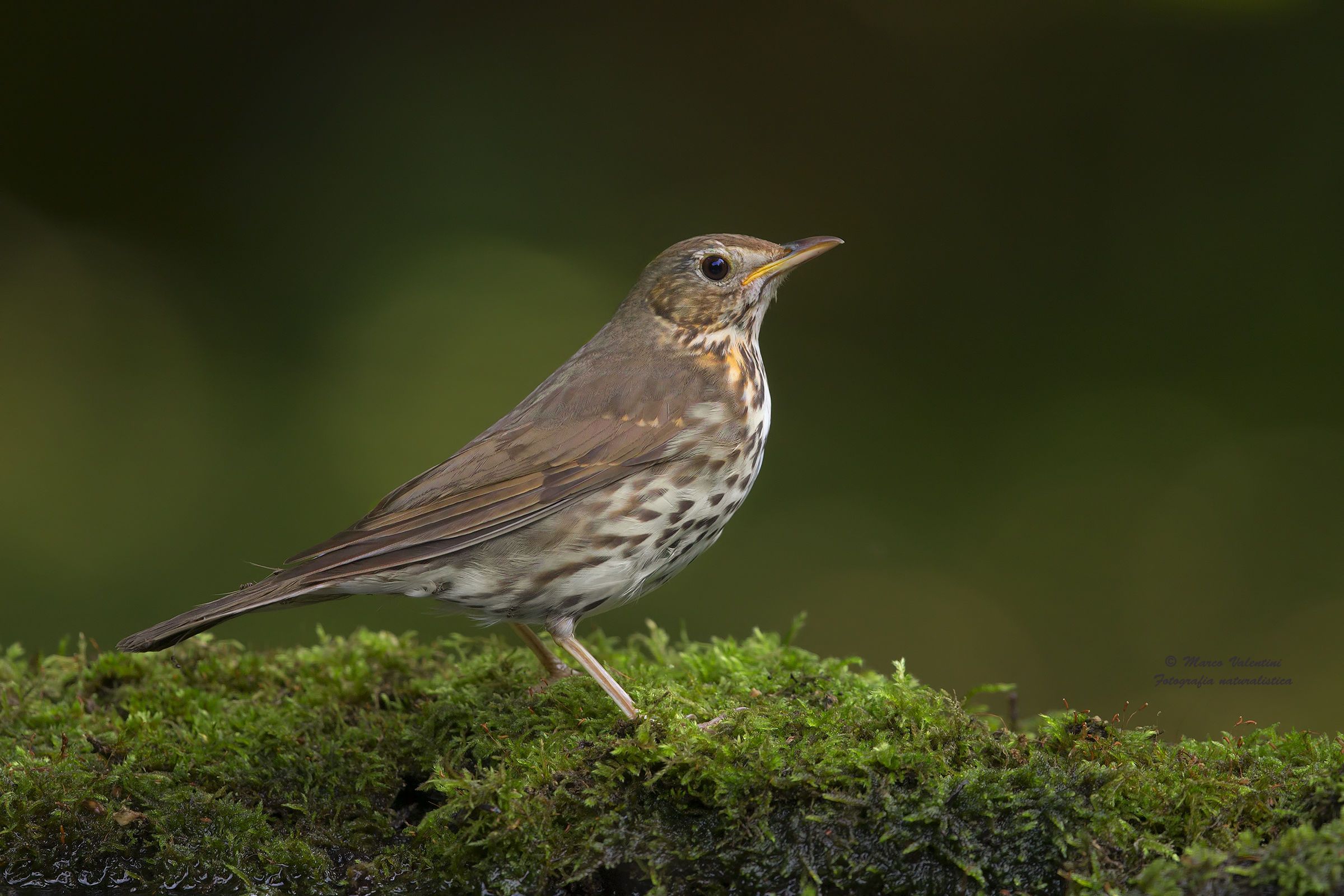 Portrait at Thrush - 2