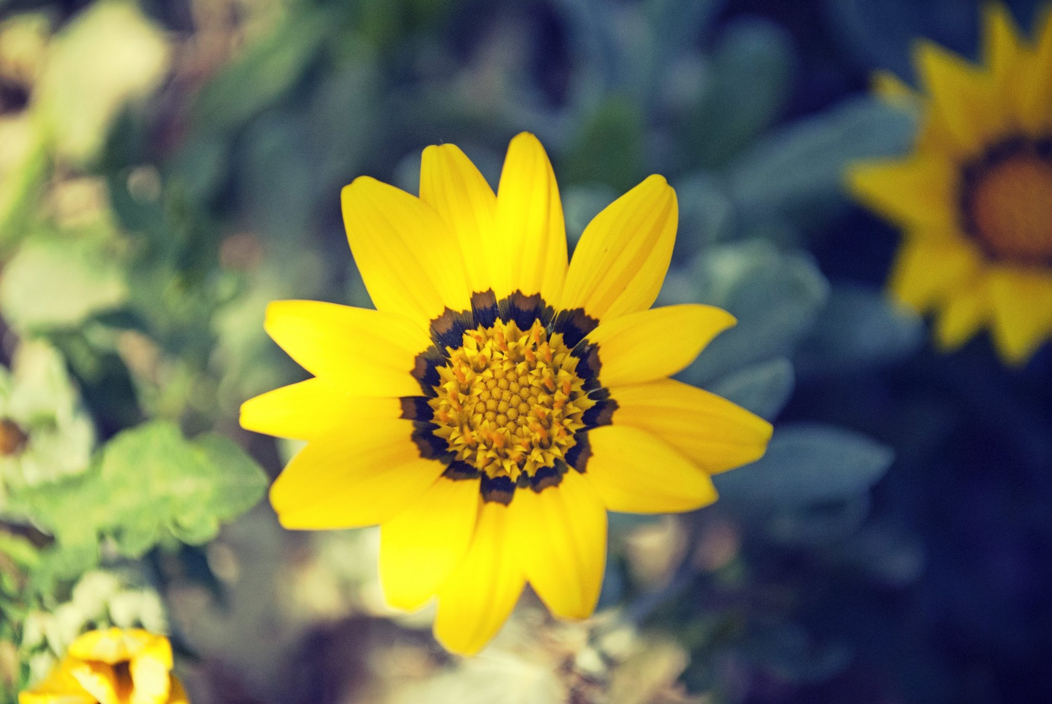 Quasi un girasole...