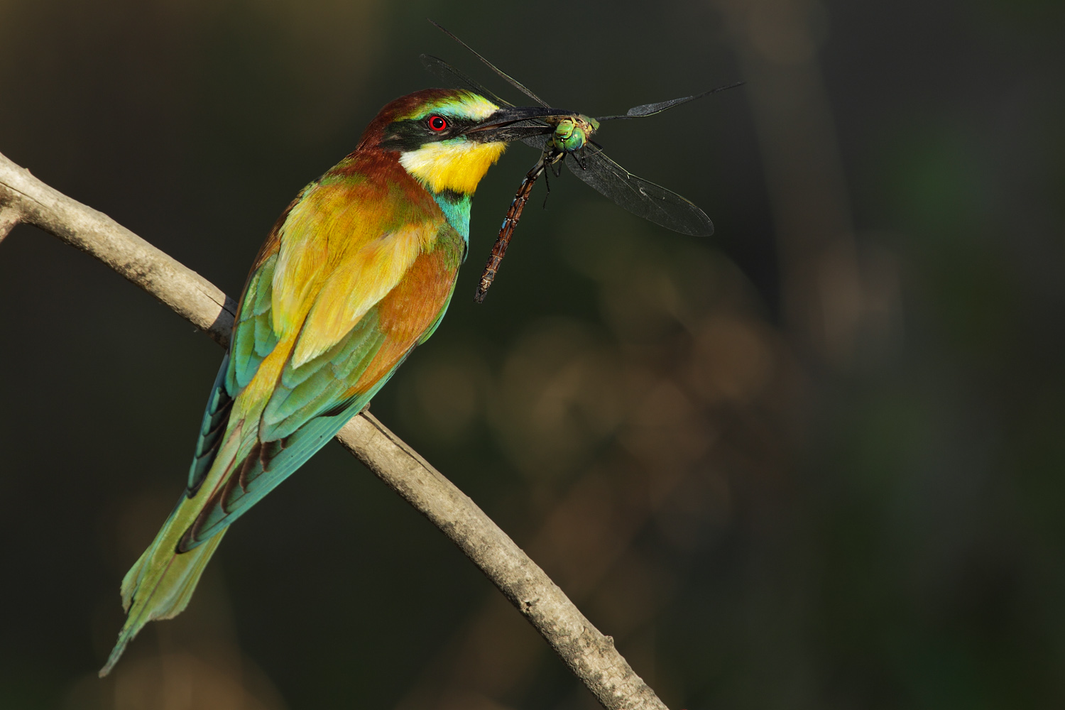 Gruccione e libellula