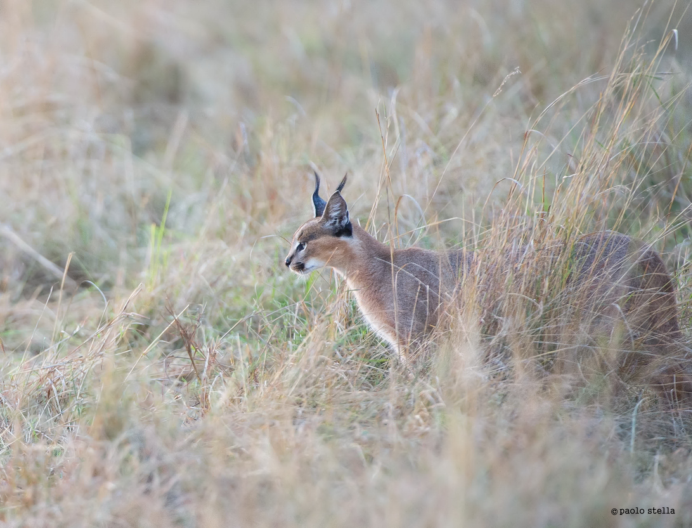 Profile: caracal mother in the bush