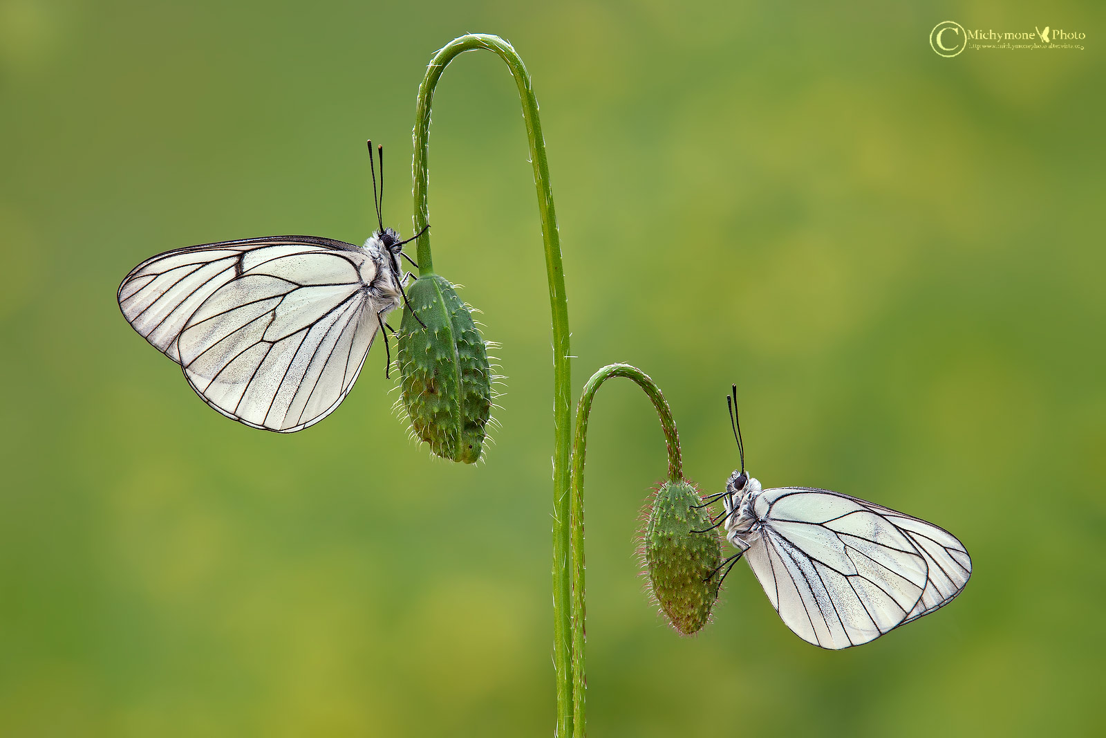 Aporia Cratagei (Butterfly Hawthorn)