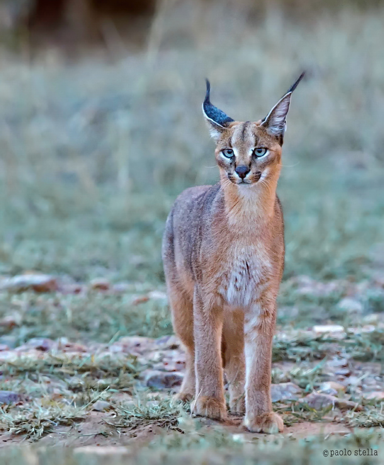 caracal 3