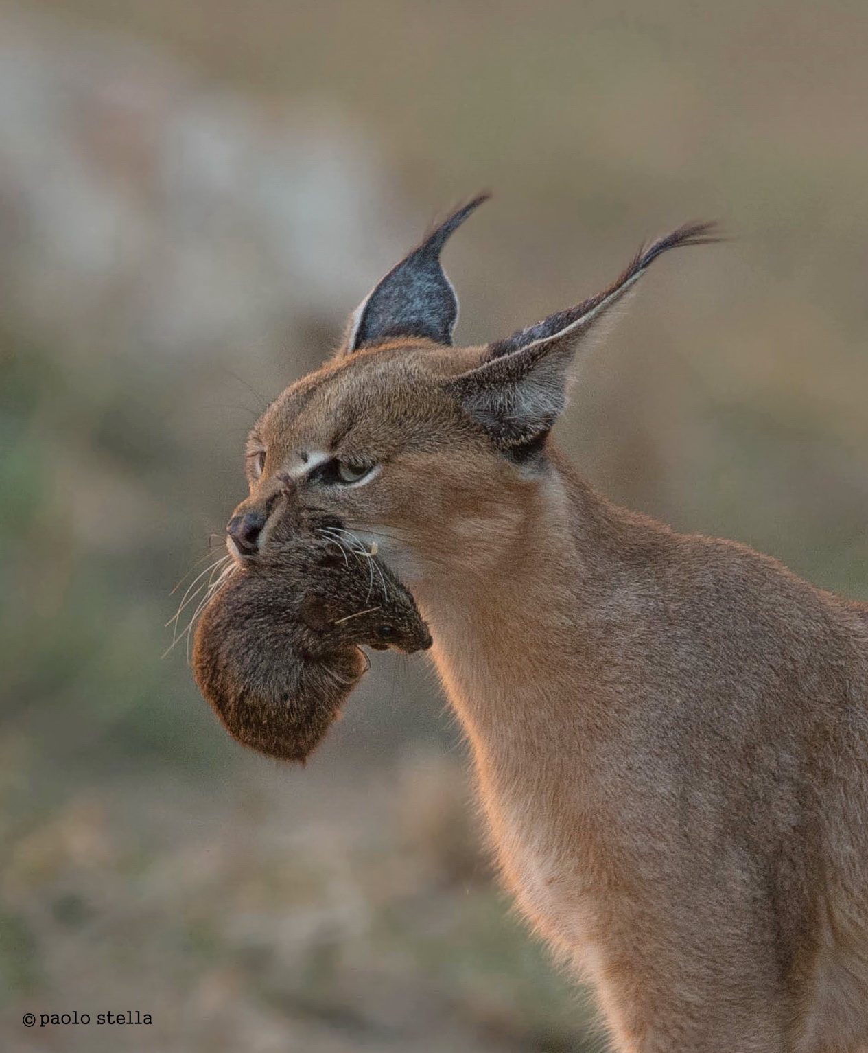 soft light caracal & Mouse