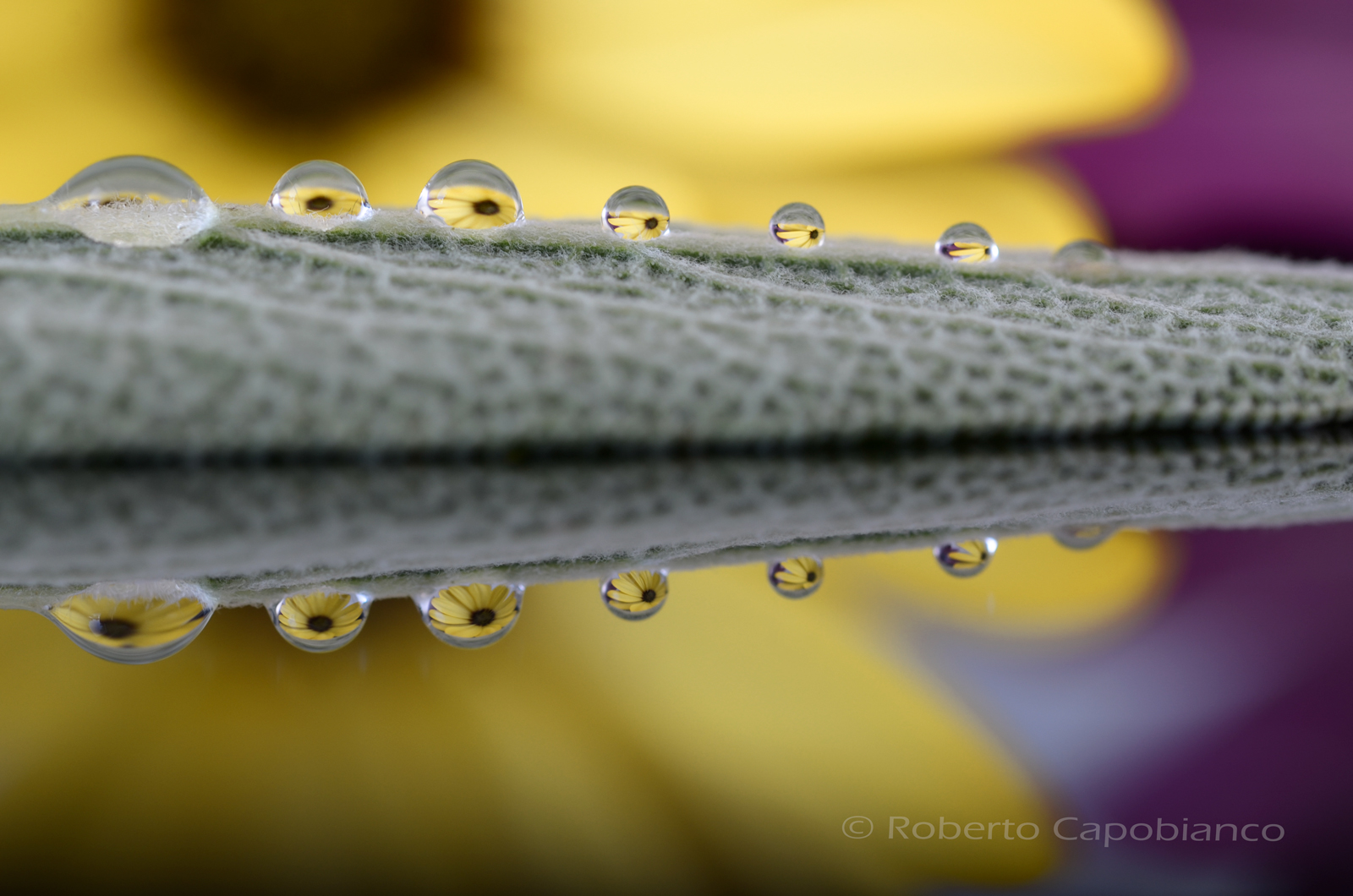 intimate Reflections