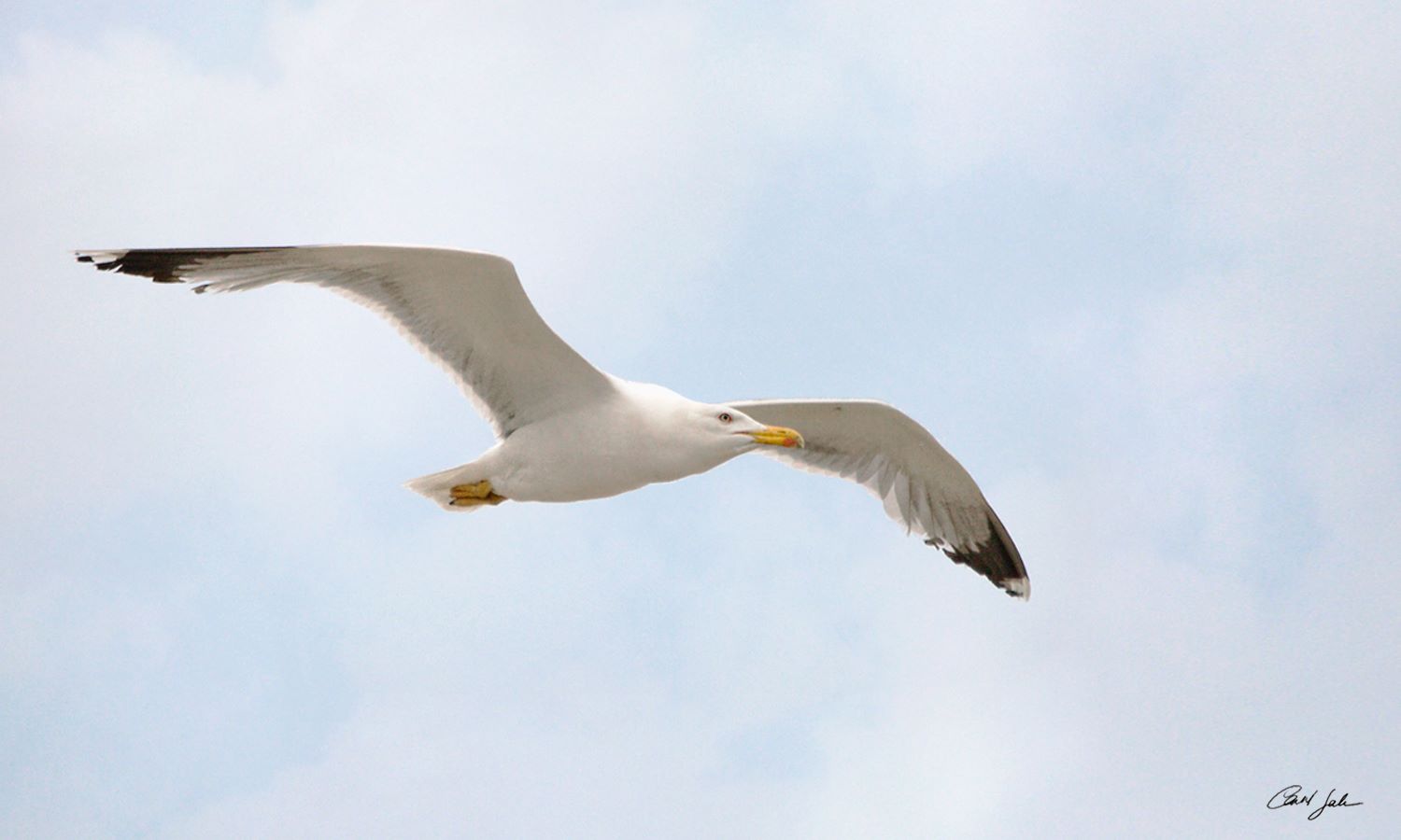 Seagull - Jesolo Beach