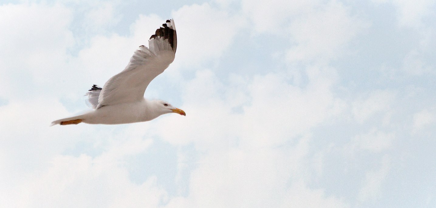 Seagull - Jesolo Beach