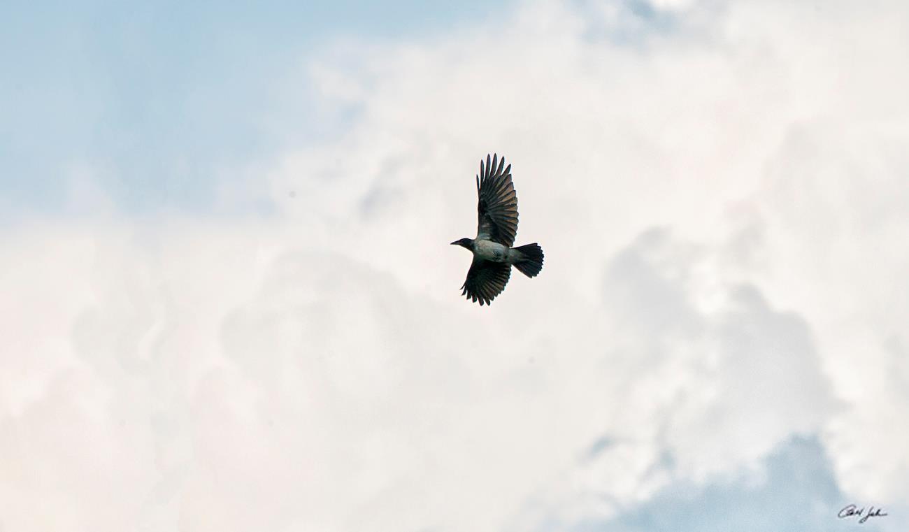 Lake Dead - Vittorio Veneto